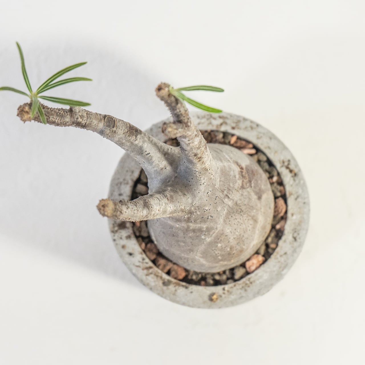 パキポディウム・グラキリス コンパクトな20cm胴の可愛らしい発根株【モルタル鉢】