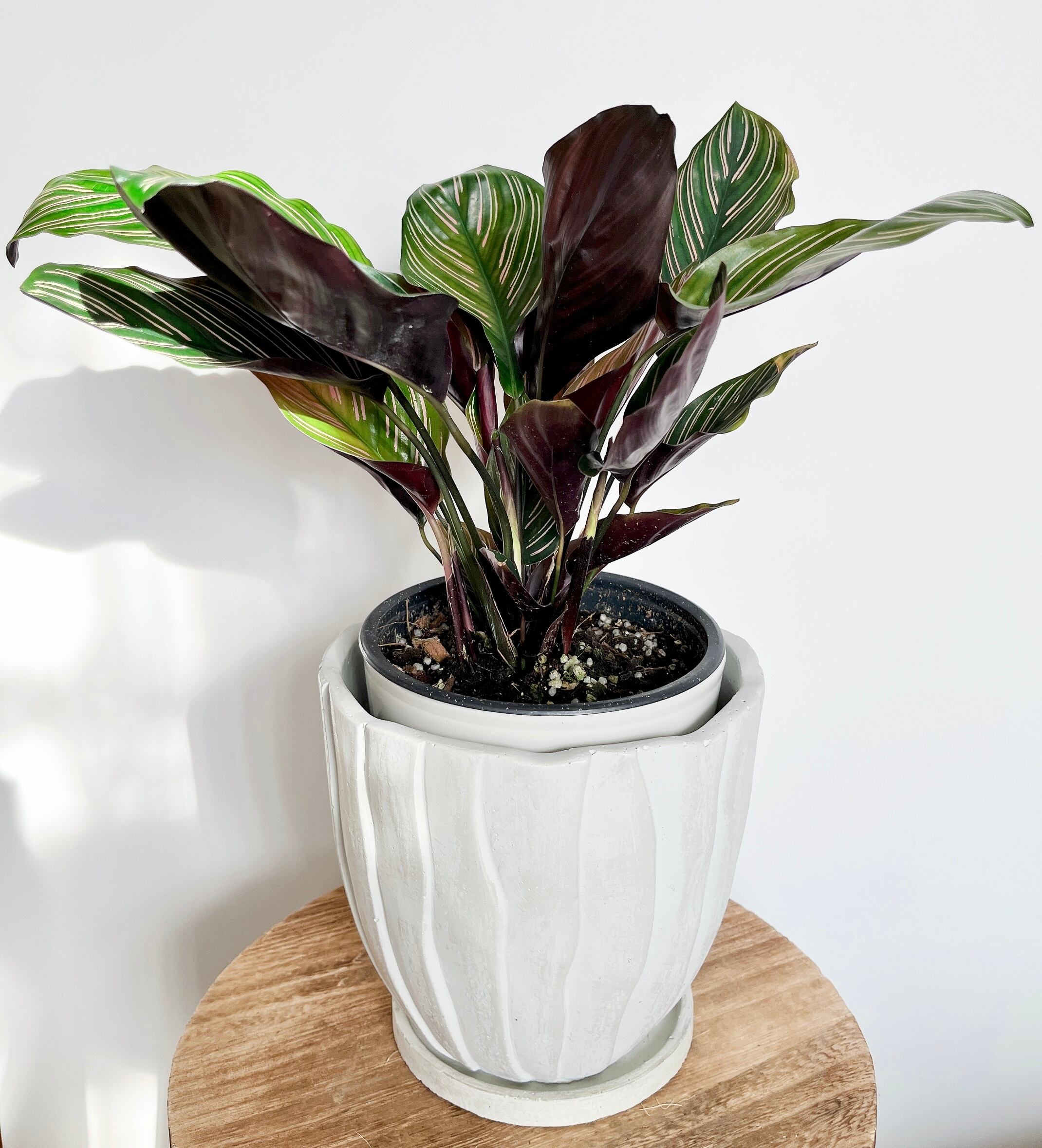 現品発送 カラテア オルナータ サンデリアーナ ピンク斑 ホワイト陶器鉢 Calmcafe