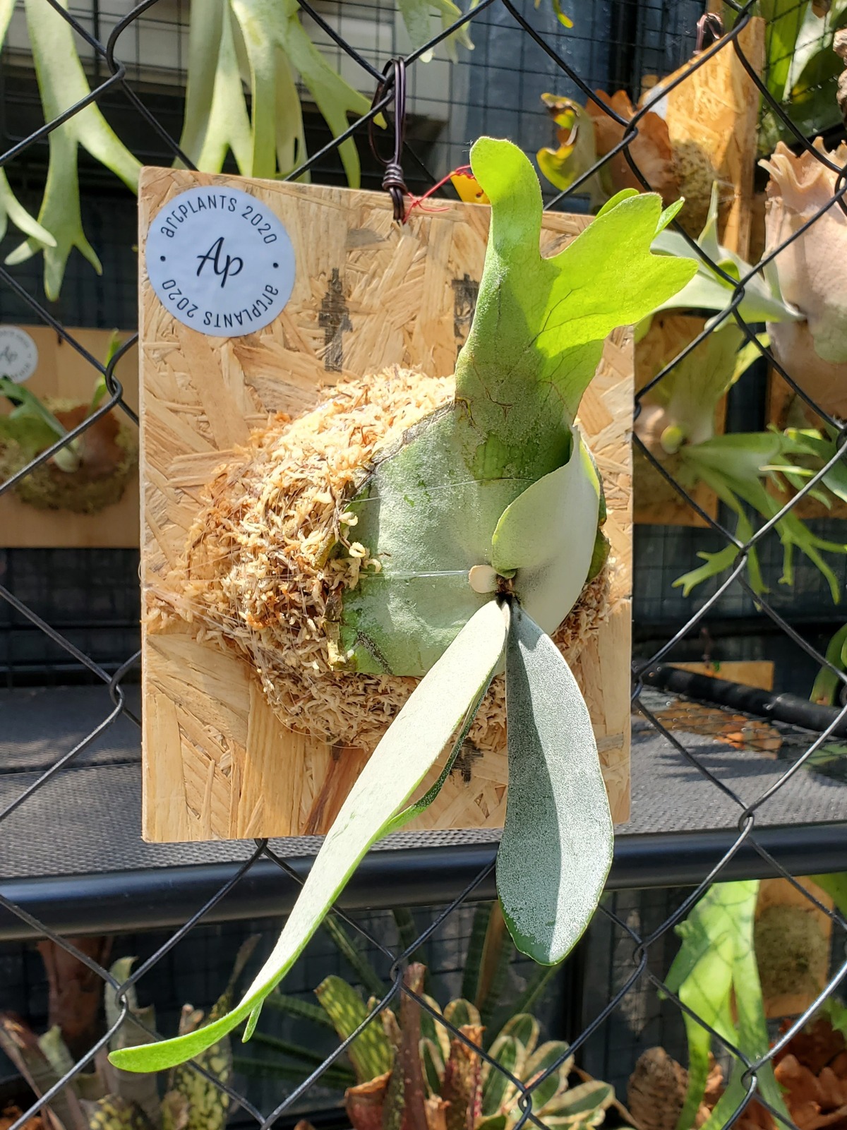 P. Willinckii indo cv. White【artPLANTs】ビカクシダ 