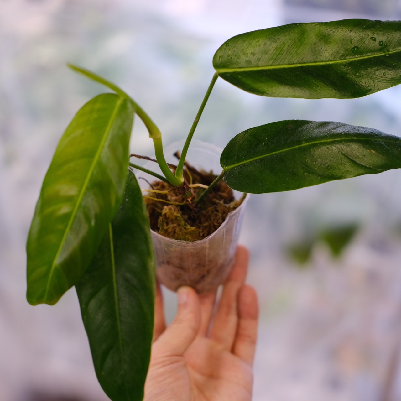 フィロデンドロン パトリシアエ / Philodendron patriciae⑥ / 観葉植物