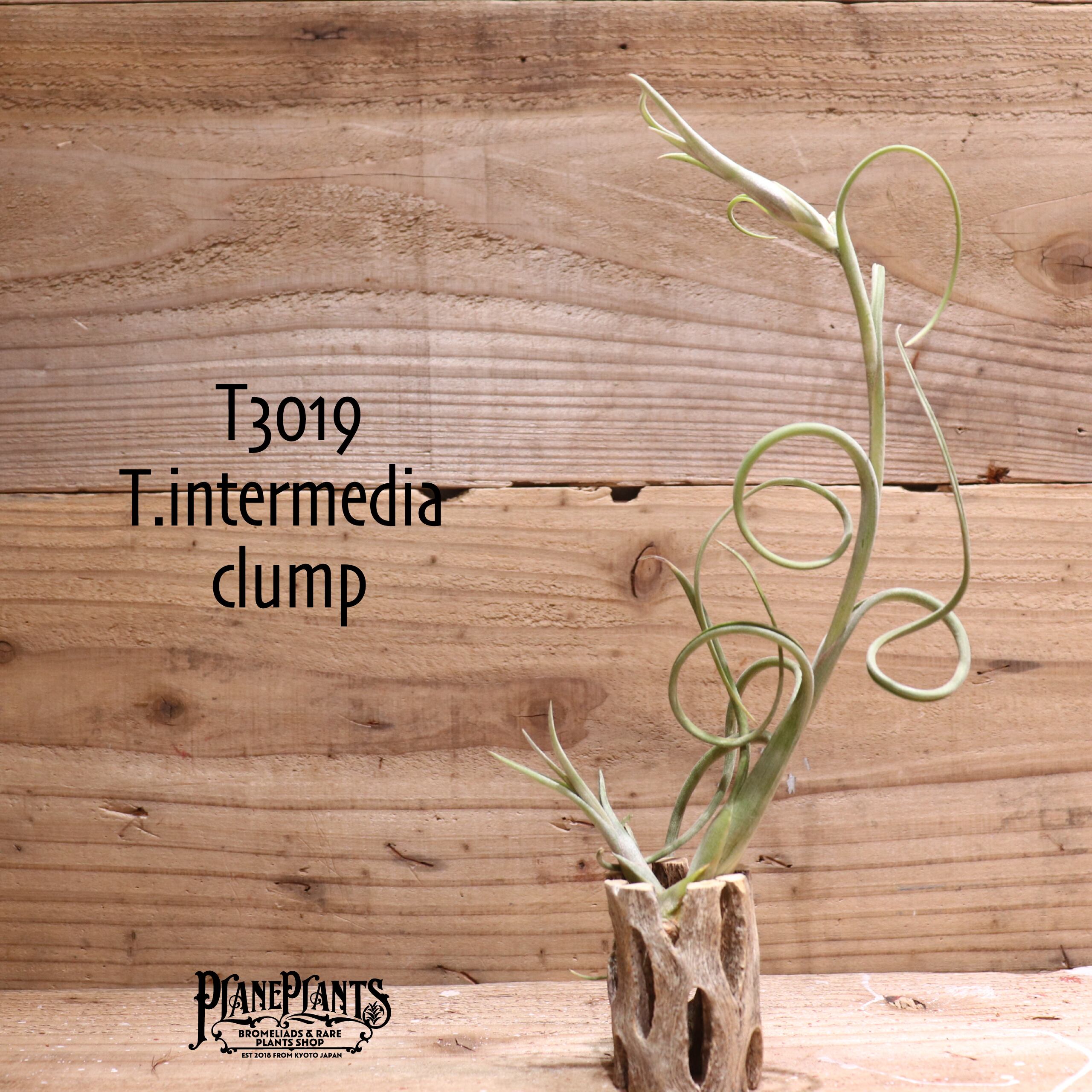 【送料無料】intermedia clump (2pup) 〔エアプランツ〕現品発送T3019