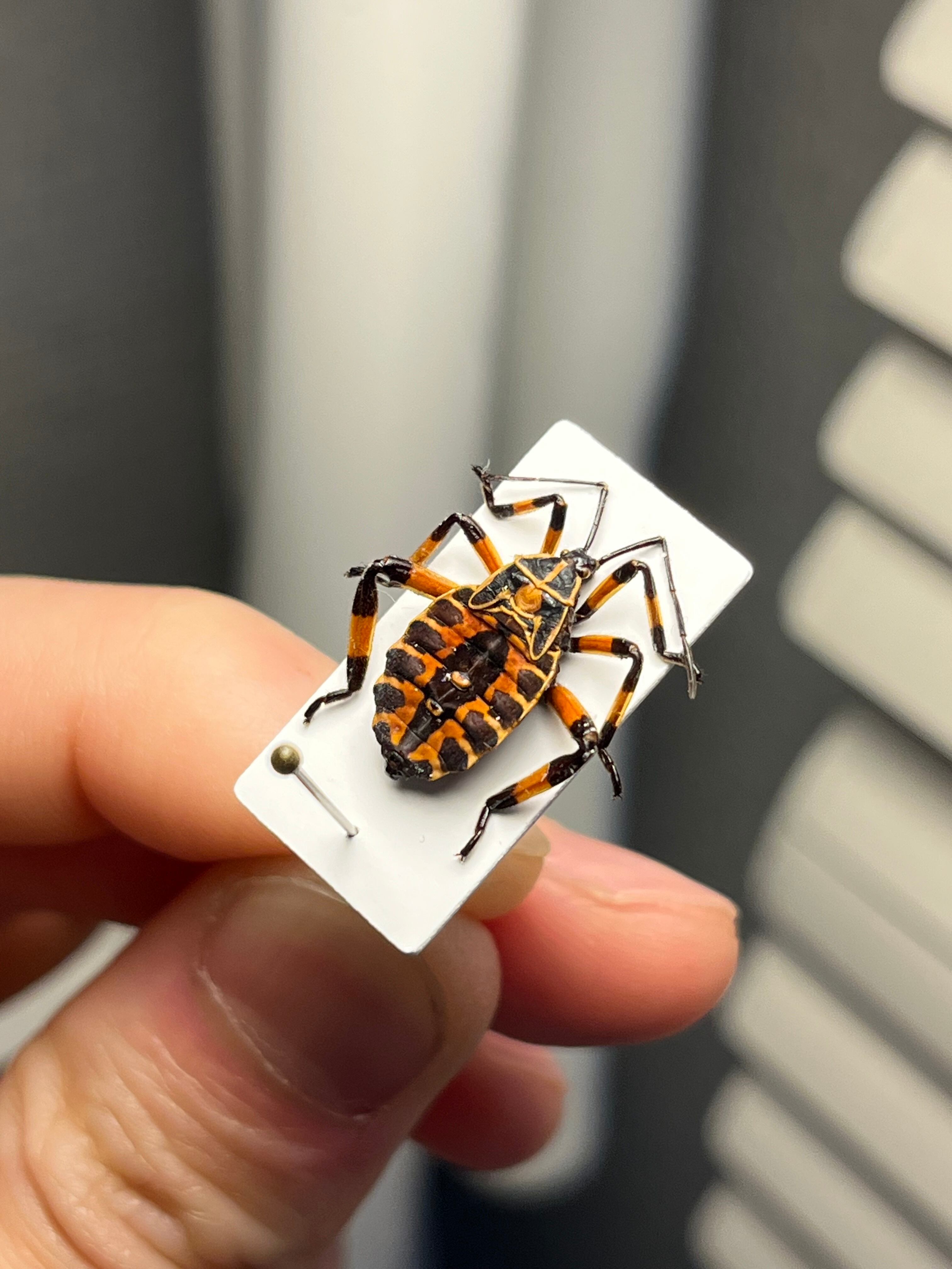 極美展足】オウサマヘリカメムシに酷似のカメムシ サシガメ甲虫昆虫