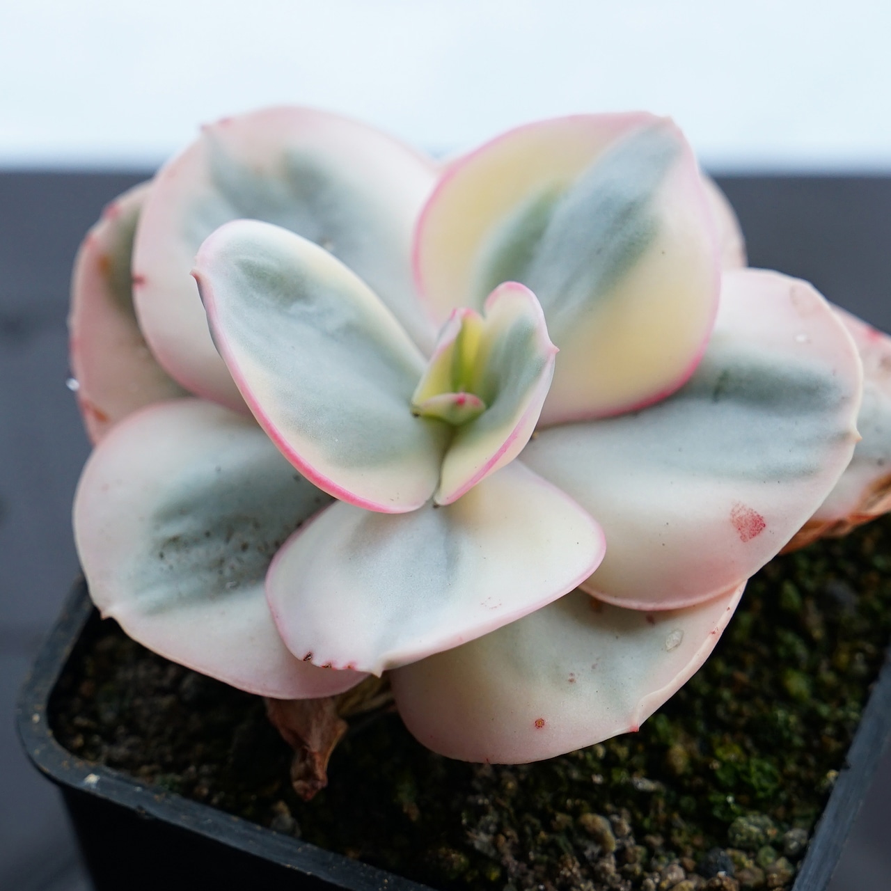 抜き苗 スヨン錦 Echeveria 'Suyon Variegated'