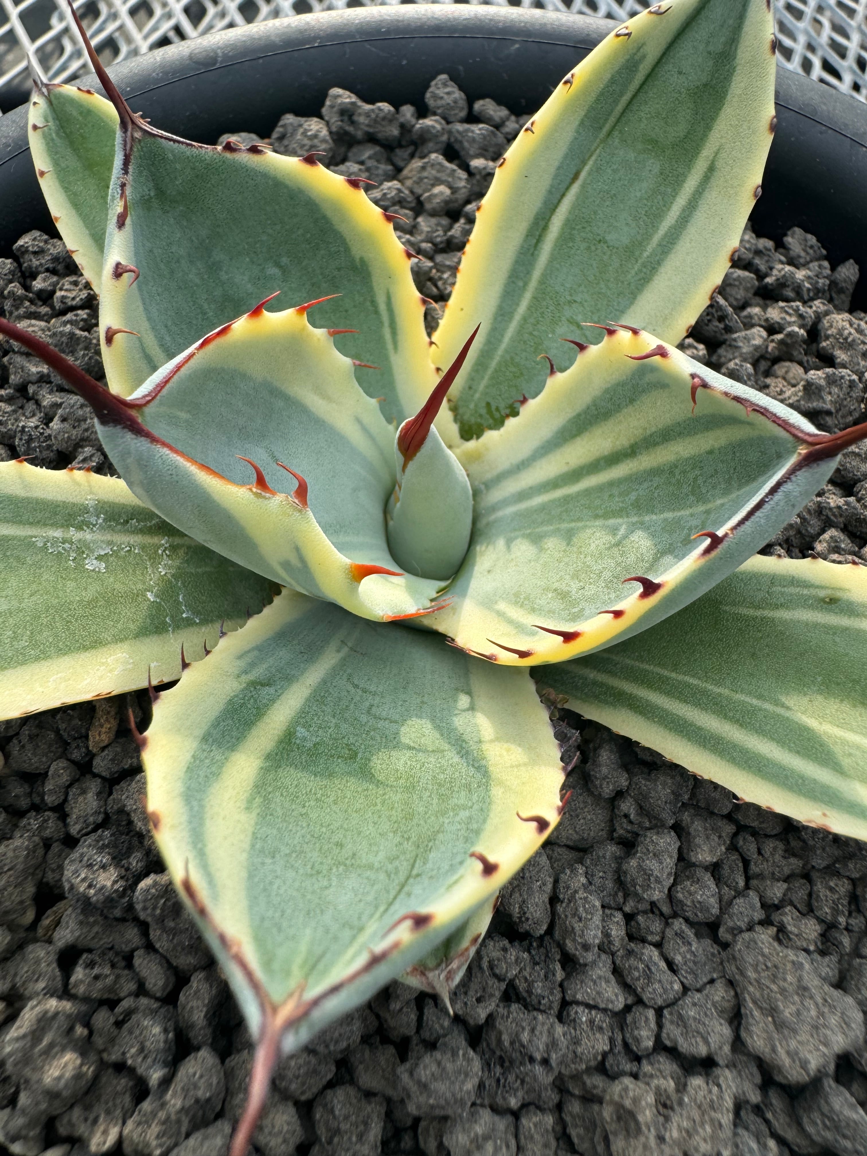 アガベ パリーハイブリッド 丸葉タイプ （アガベ チタノタ  