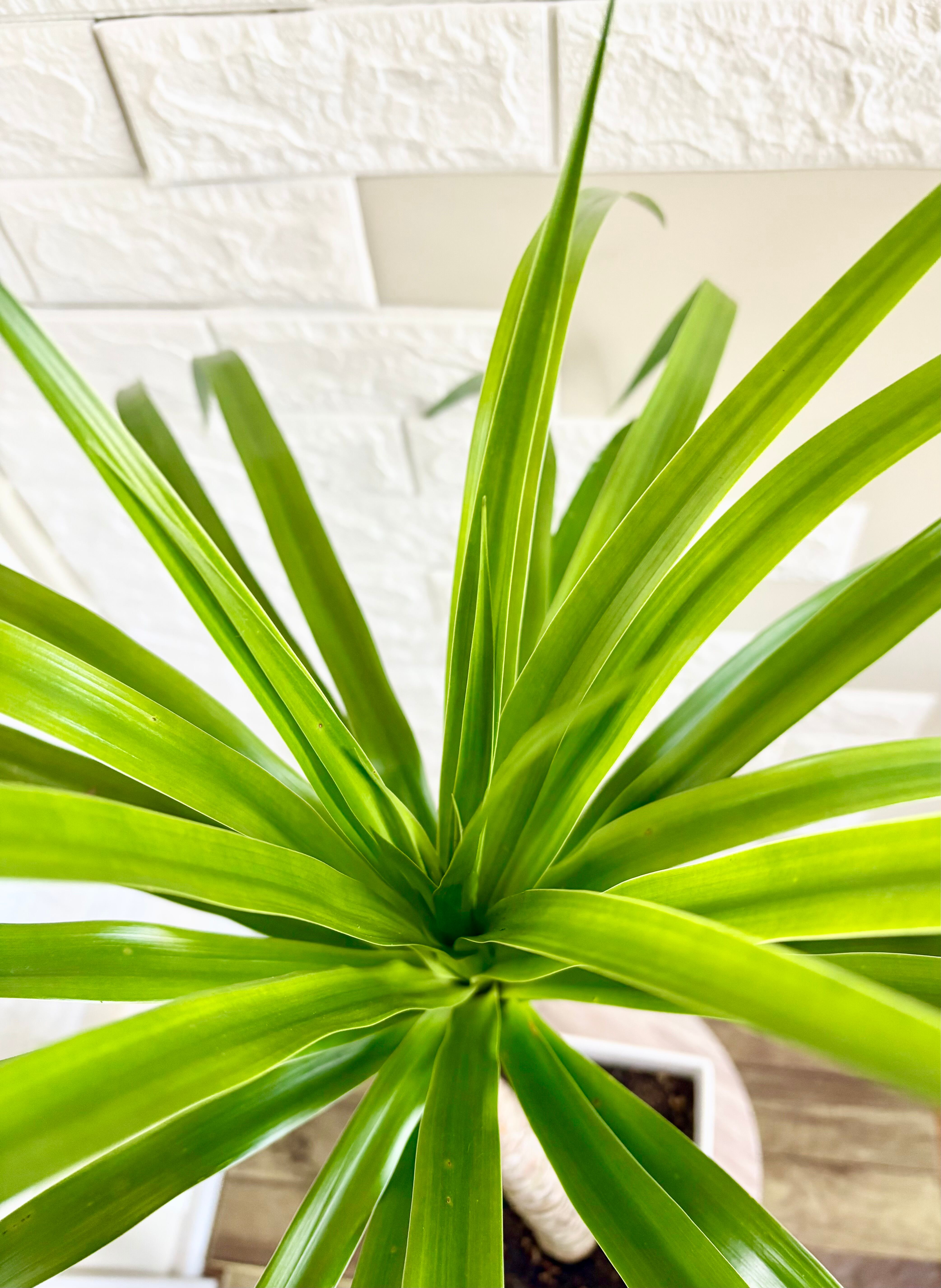 希少⭐️ドラセナカンボジアーナ 観葉植物 | 観葉植物のお店 feerie