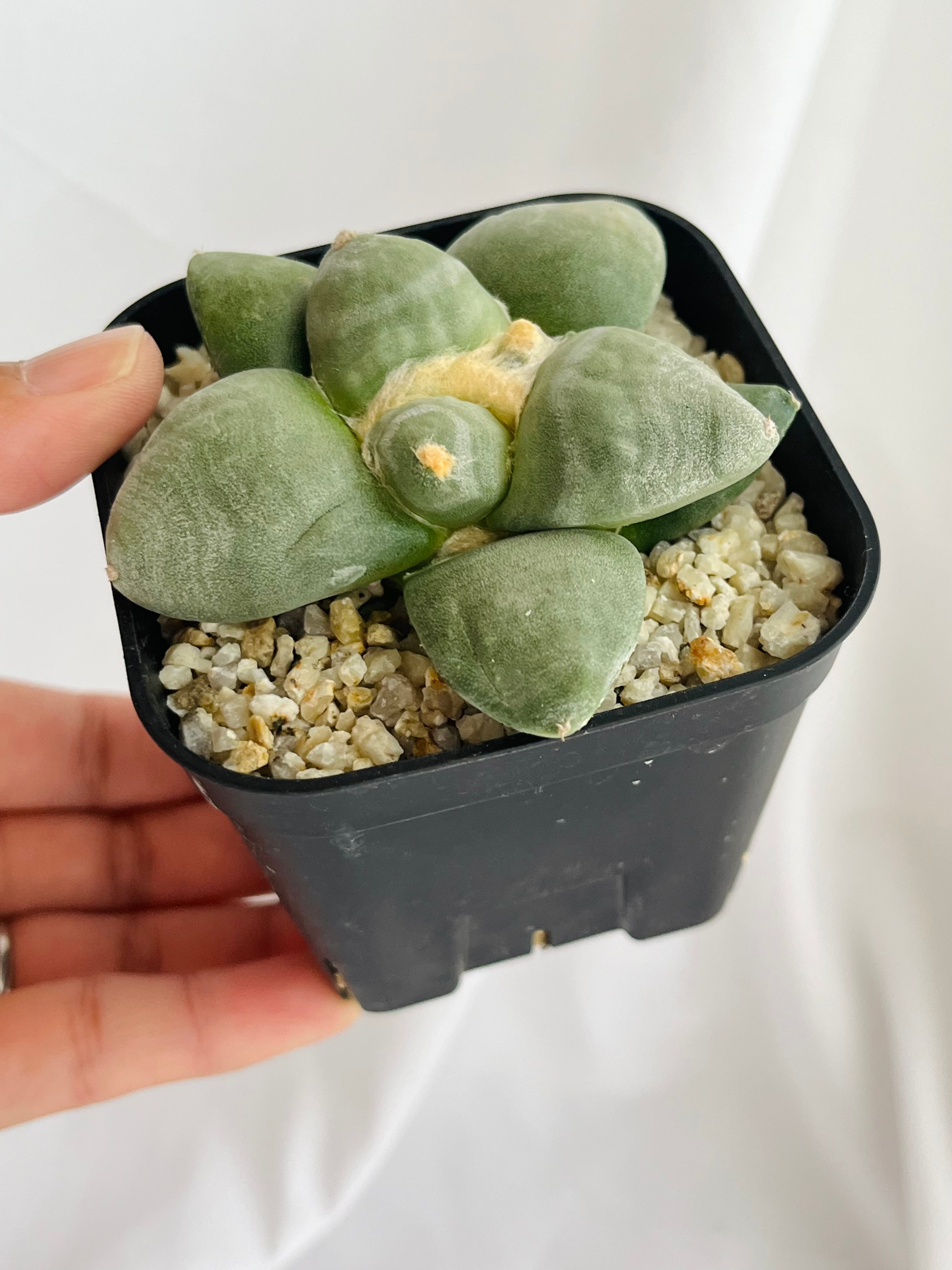 Ariocarpus furfuraceus f. アリオカルプス 大疣青磁牡丹 Ariocarpus furfuraceus f. アリオカルプス 大疣青磁牡丹