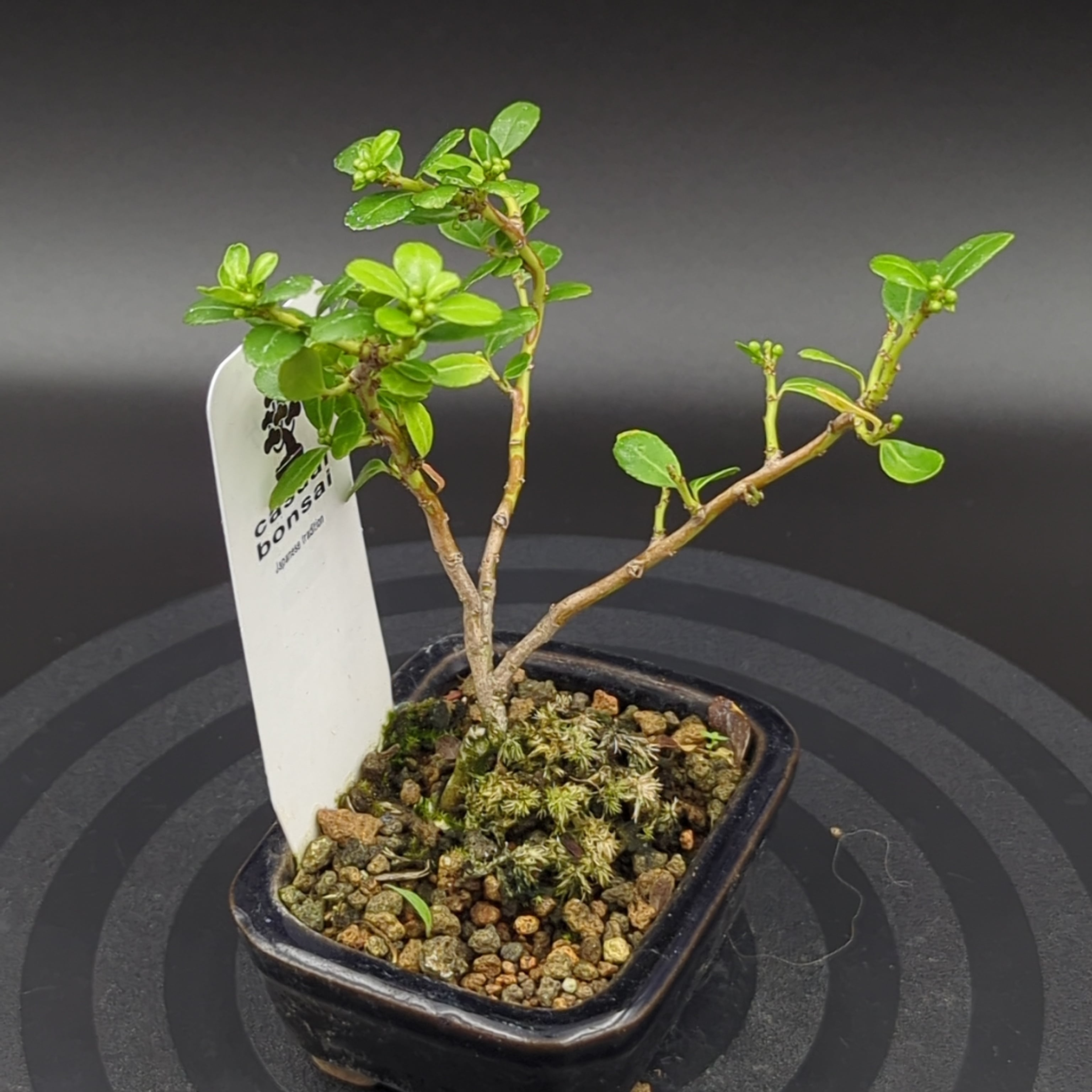 【希少】竹峰　盆栽鉢　ミニ盆栽　盆栽　鉢　盆栽小鉢 盆栽鉢 植木鉢 ミニ盆栽 希少】竹峰 盆栽鉢 ミニ盆栽 盆栽 鉢 盆栽小鉢 盆栽鉢 植木鉢