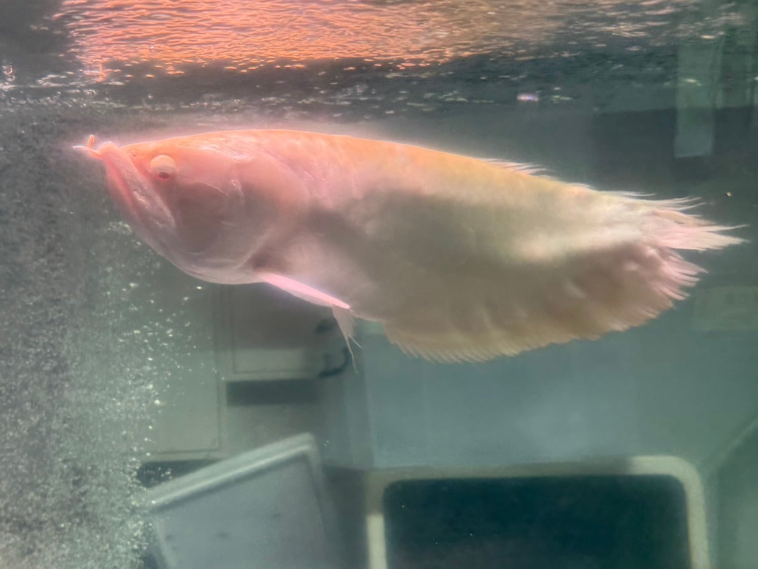 アルビノシルバーアロワナ ショート個体 40㎝前後 両目目垂れ | アクア