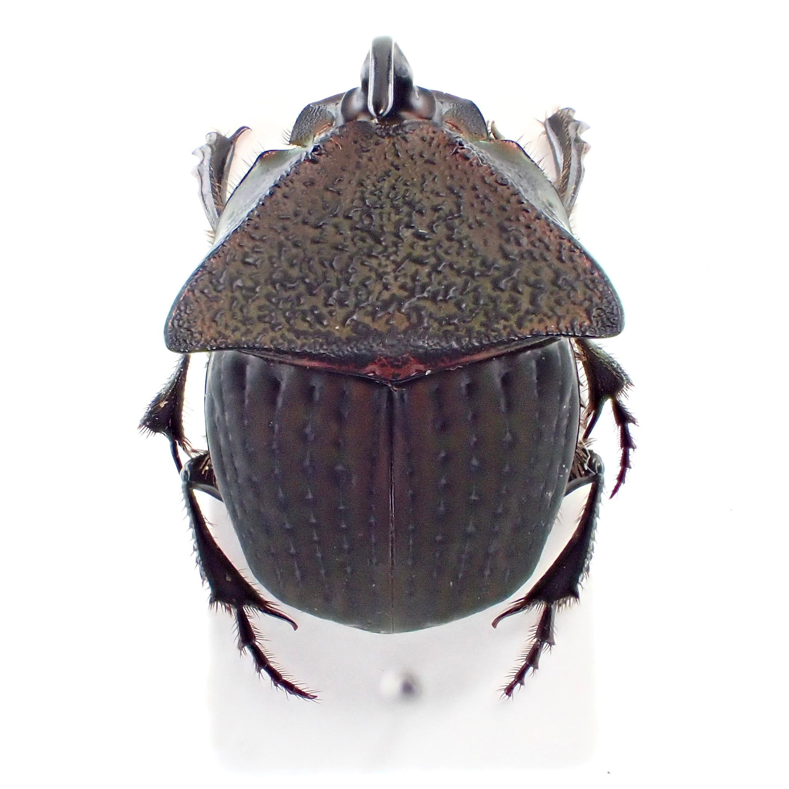 エクアドル産 Phanaeus meleagris ♂ 18mm | 昆虫標本 Diggers & Rollers