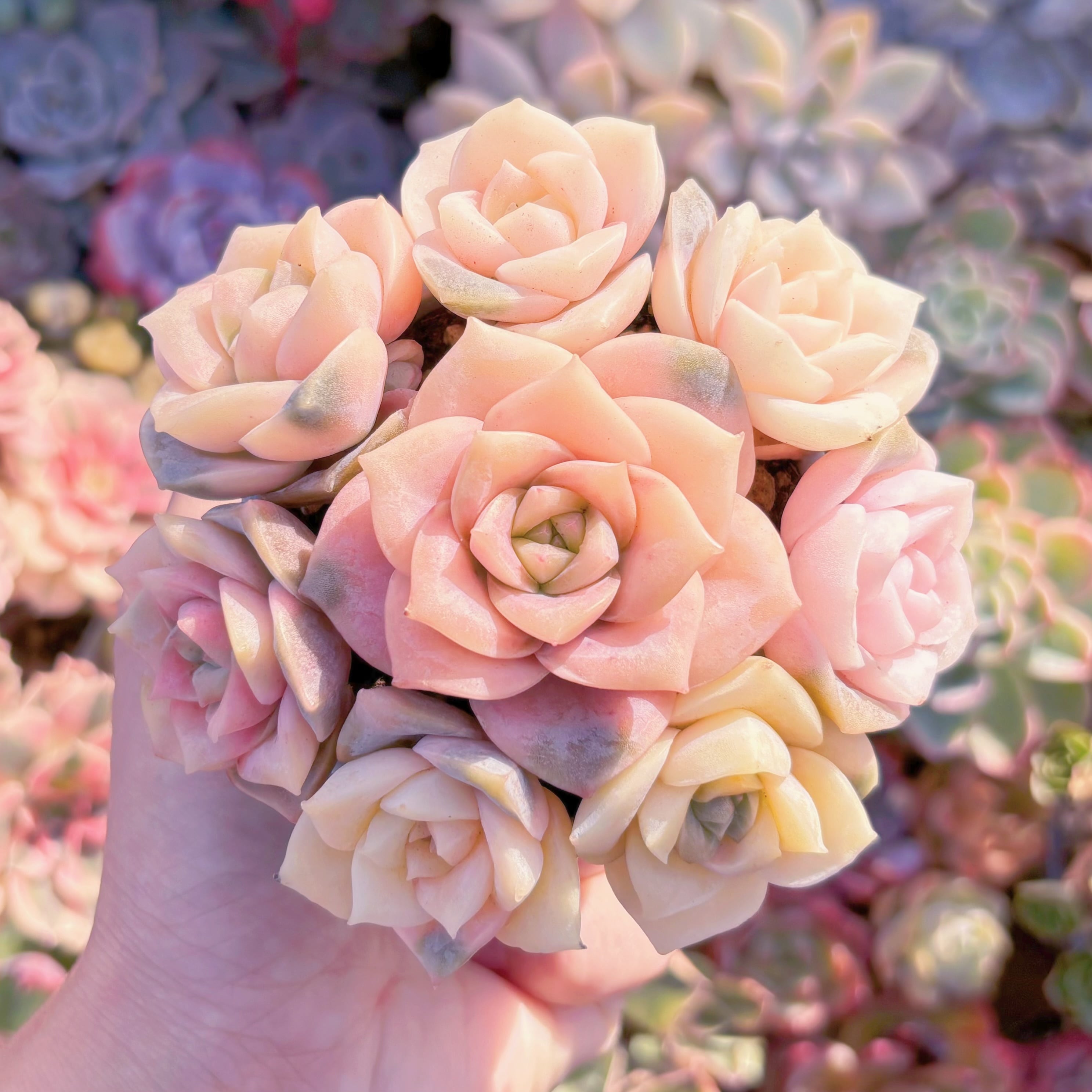 多肉植物　ラブリーローズ錦(8苗)　新入荷　るる農園