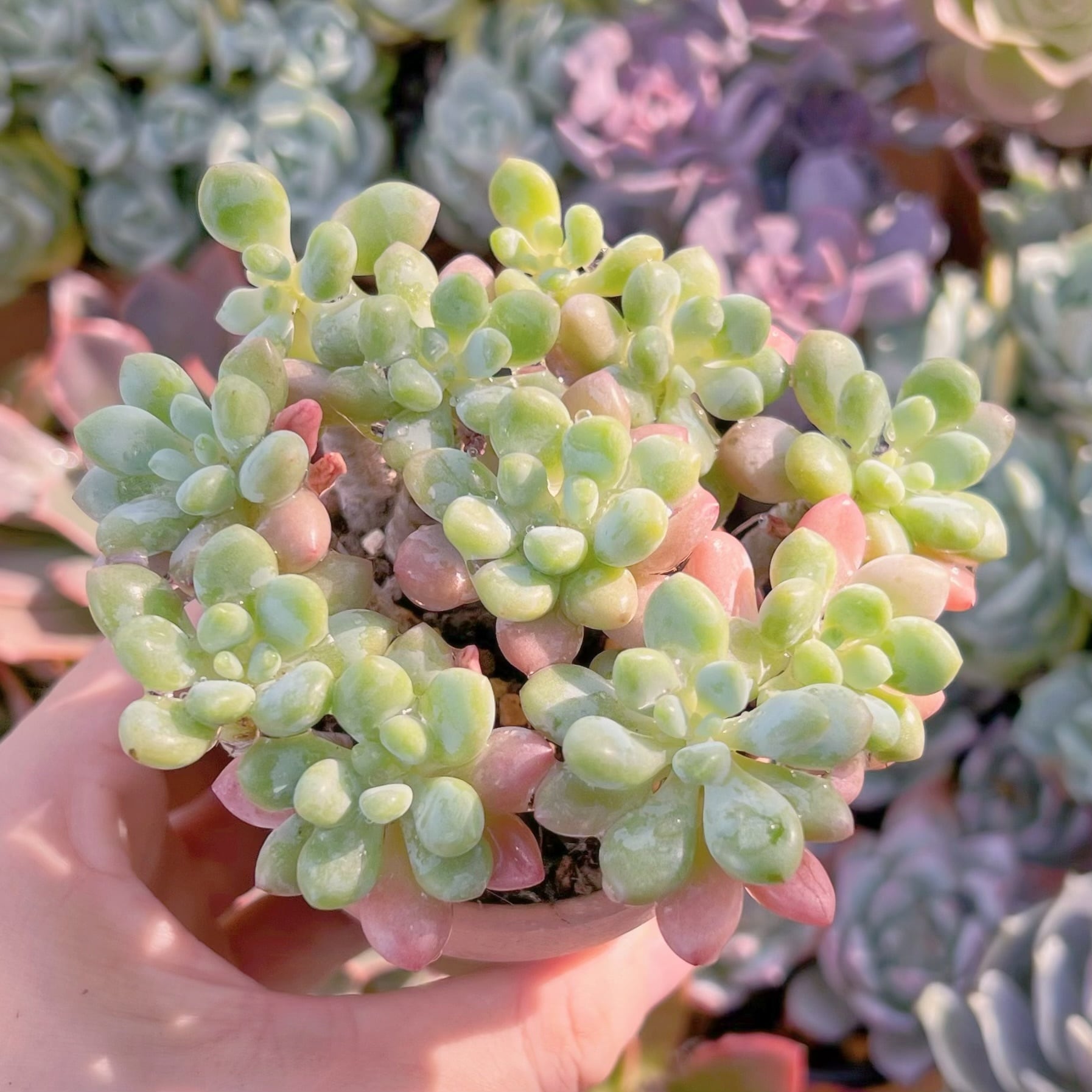 多肉植物　ストロベリーミルク群生　新入荷　るる農園