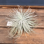 チランジア テクトラム XL【307】