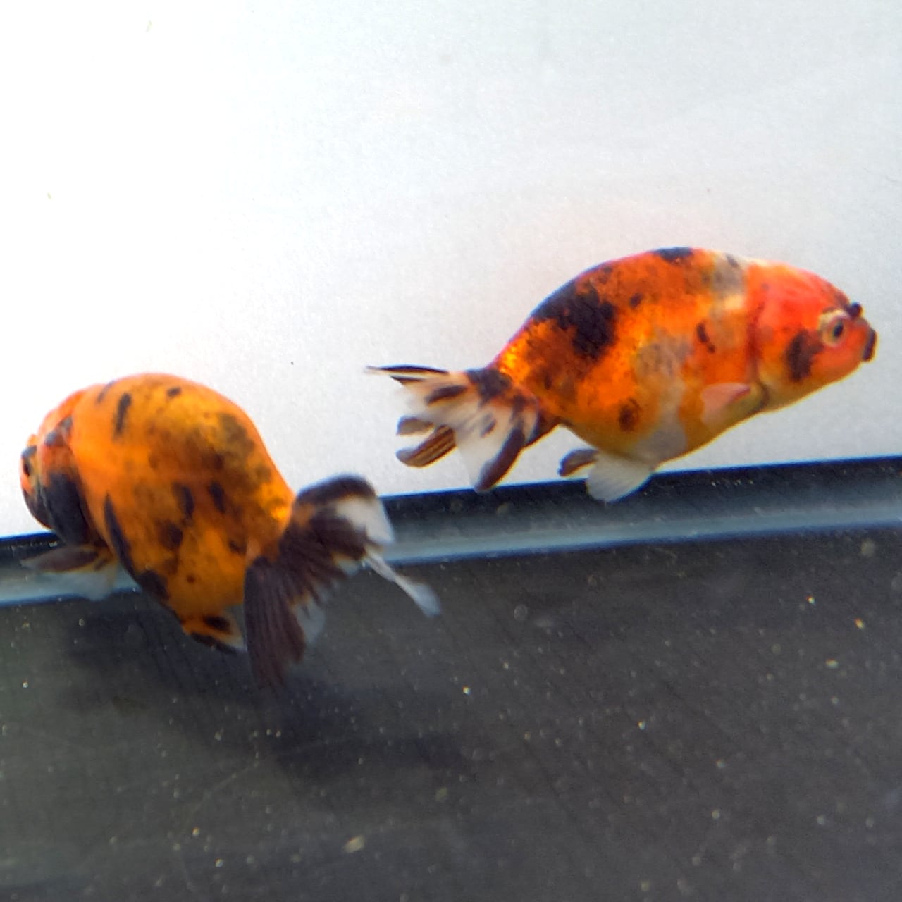 特38 金魚(使用済み、12種完) 特38 金魚(使用済み、12種完) 5D054 未使用 中国切手 特38 金魚