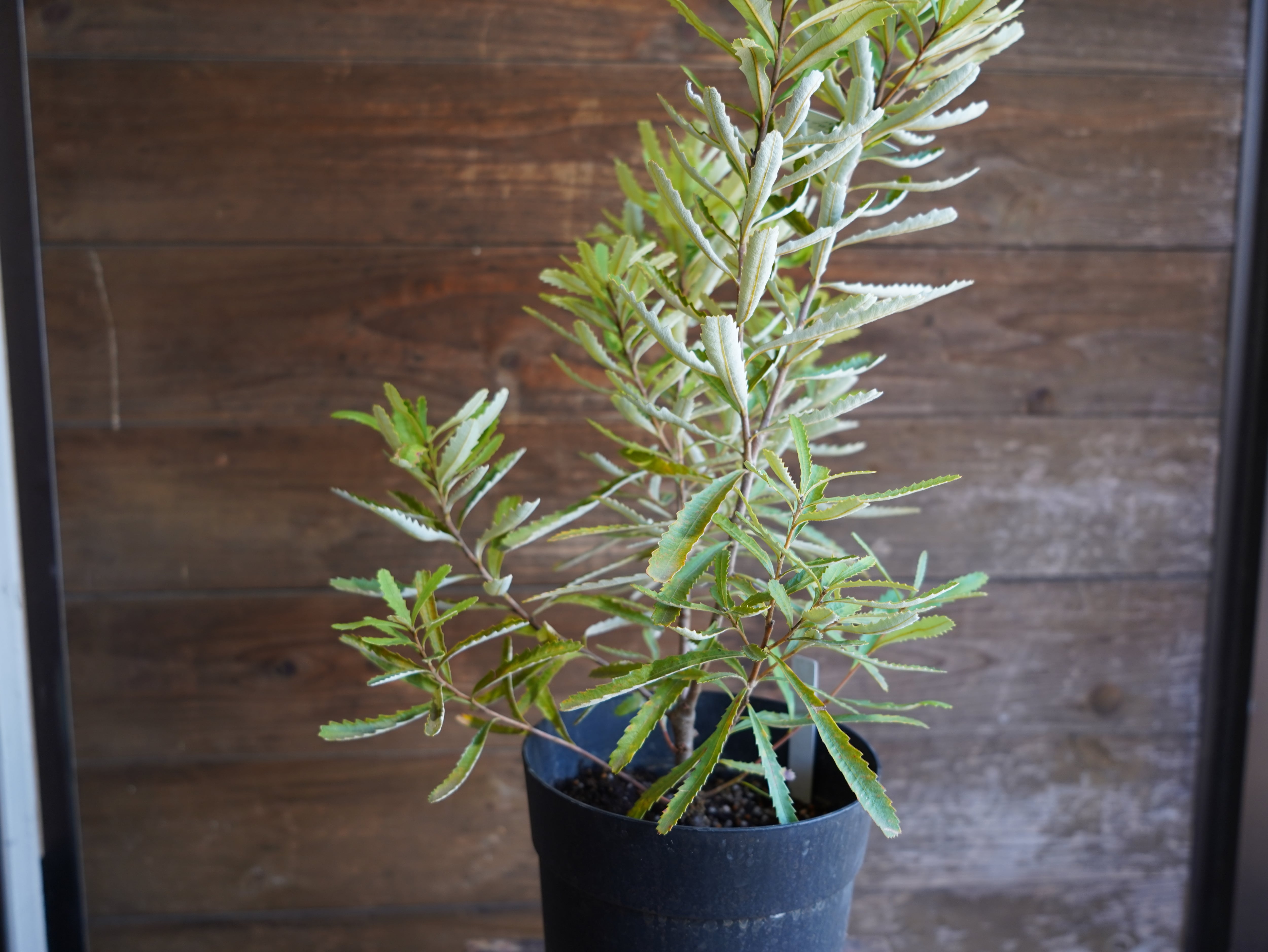 【現物】バンクシア　”オブロンギフォリア”　A