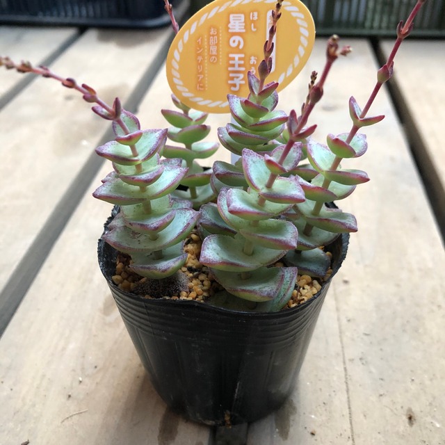 星の王子 クラッスラ 多肉植物 T Melty Works 多肉植物 と Dulton プランター のお店