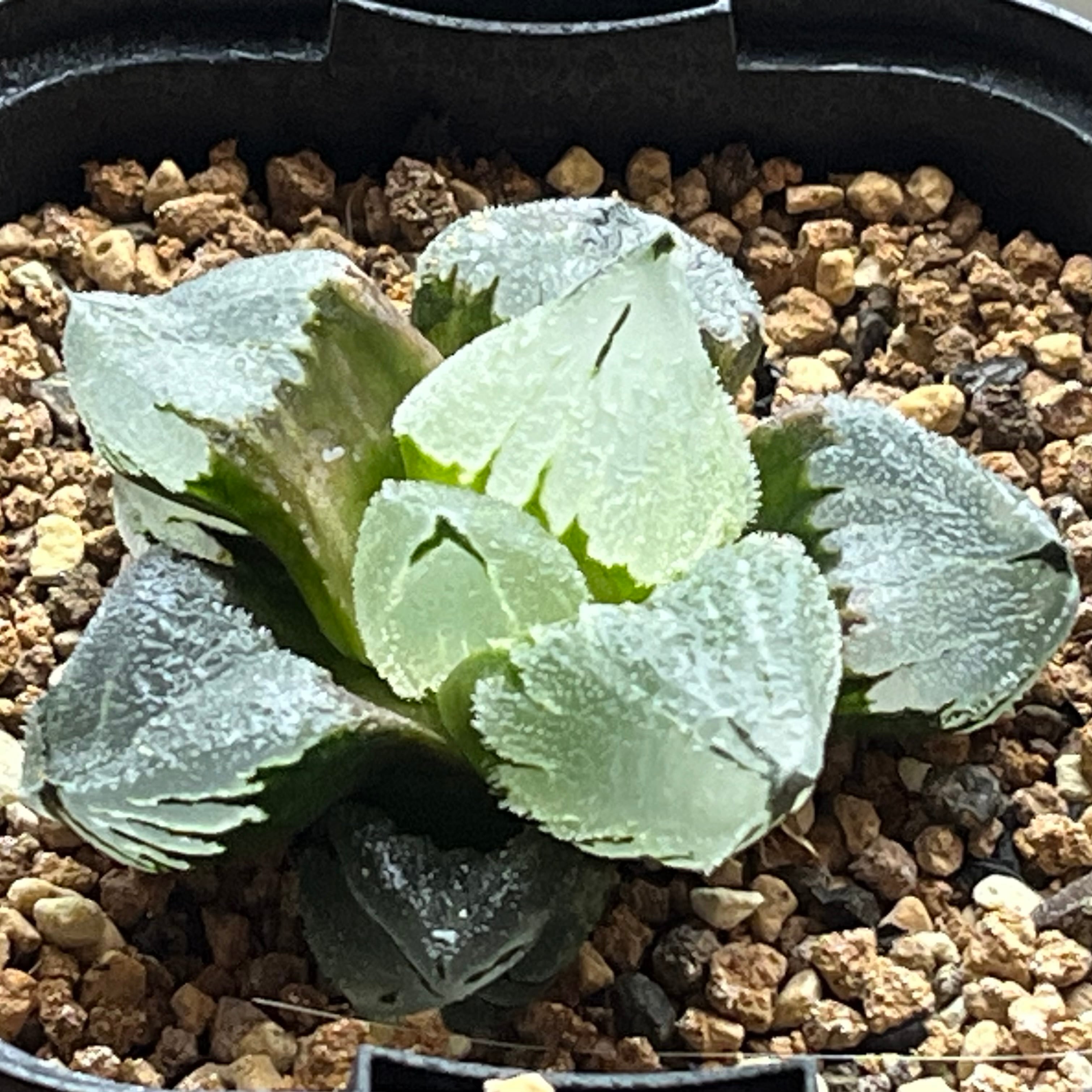 ハオルチア B型コンプトミュータント錦① | mocono_plants