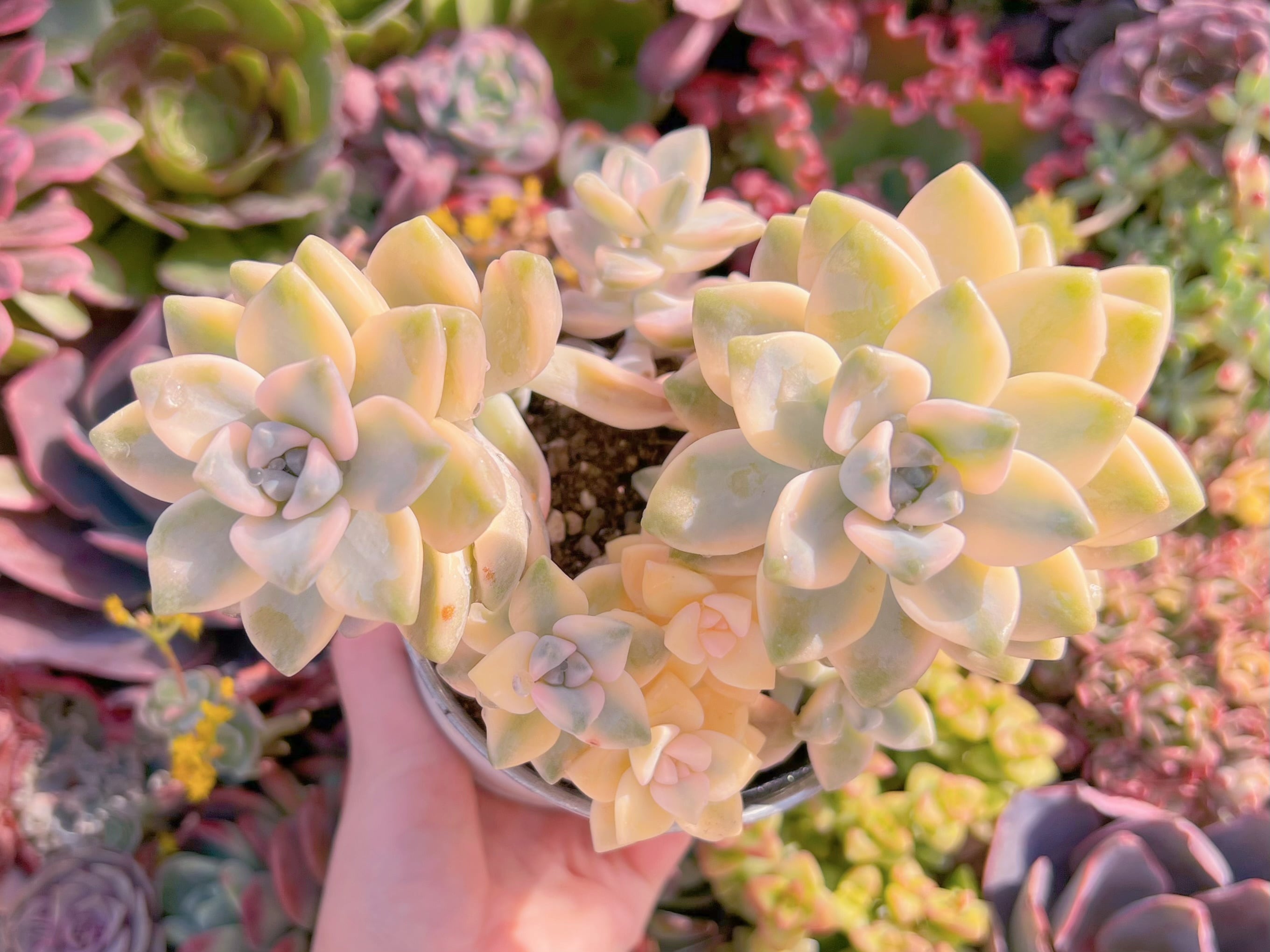 現品　杏子美人錦#F249　大苗　るる農園