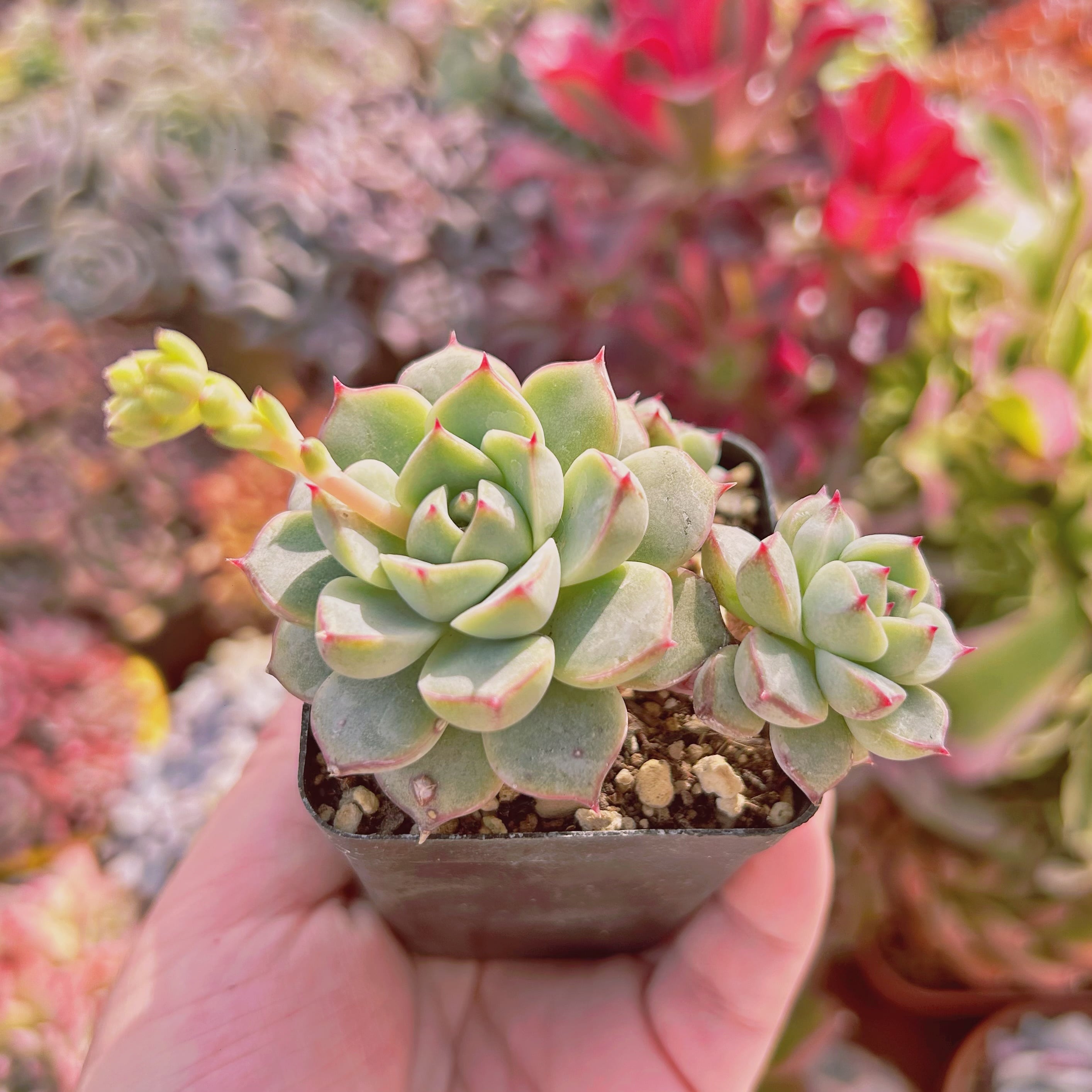 771現物 多肉植物 大和錦xバニラビス 抜き苗 | るる農園~多肉植物専門