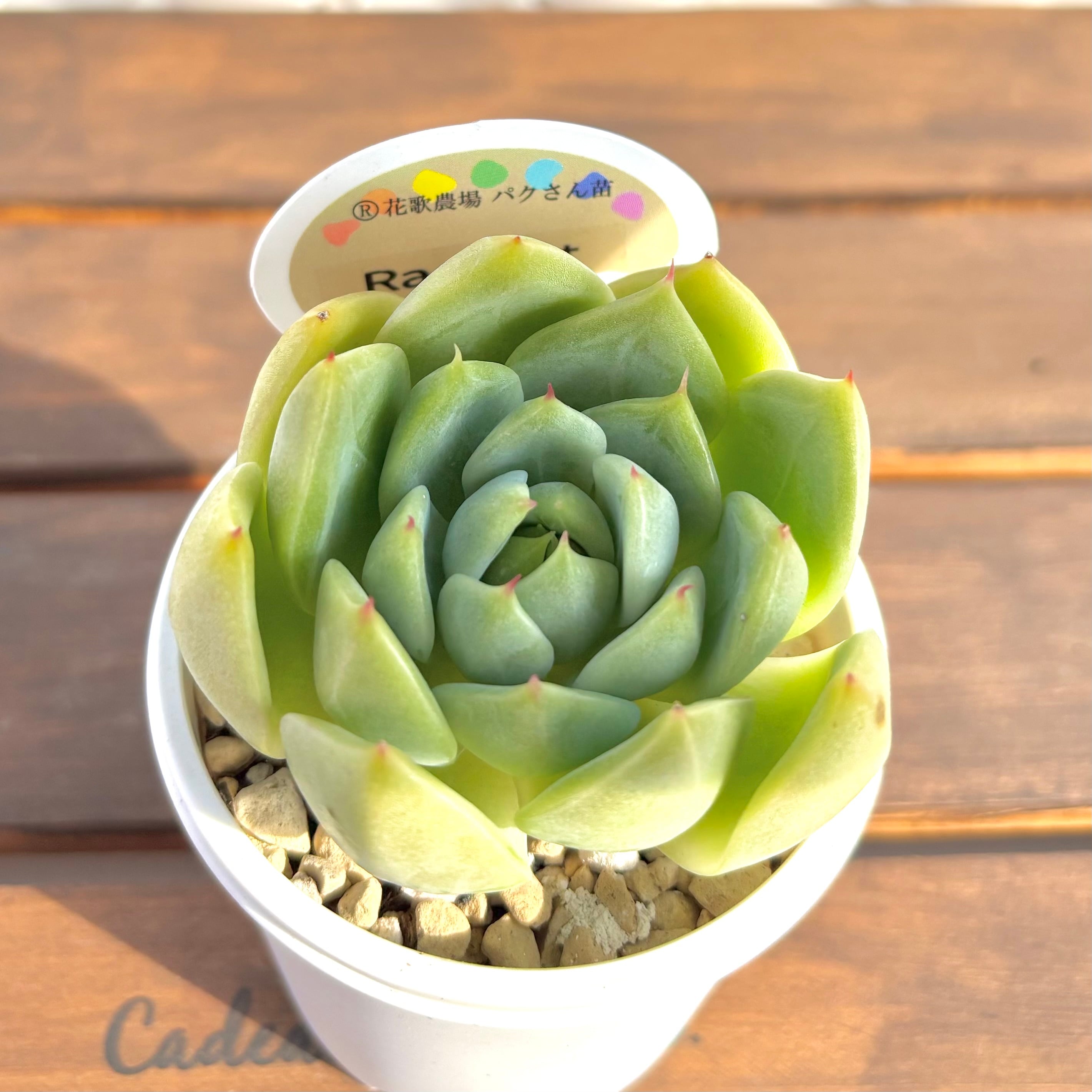 アモントイ ®️花歌農場パクさん苗 | ようせいのしっぽ