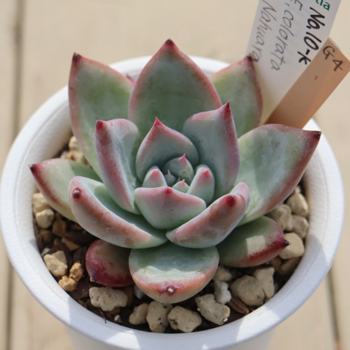 多肉植物 Colorata Nahuala ちいさく コロラータ ナウアラ 種子 50粒 