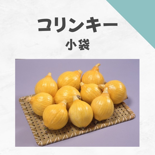 コリンキー　カボチャ種子・小袋