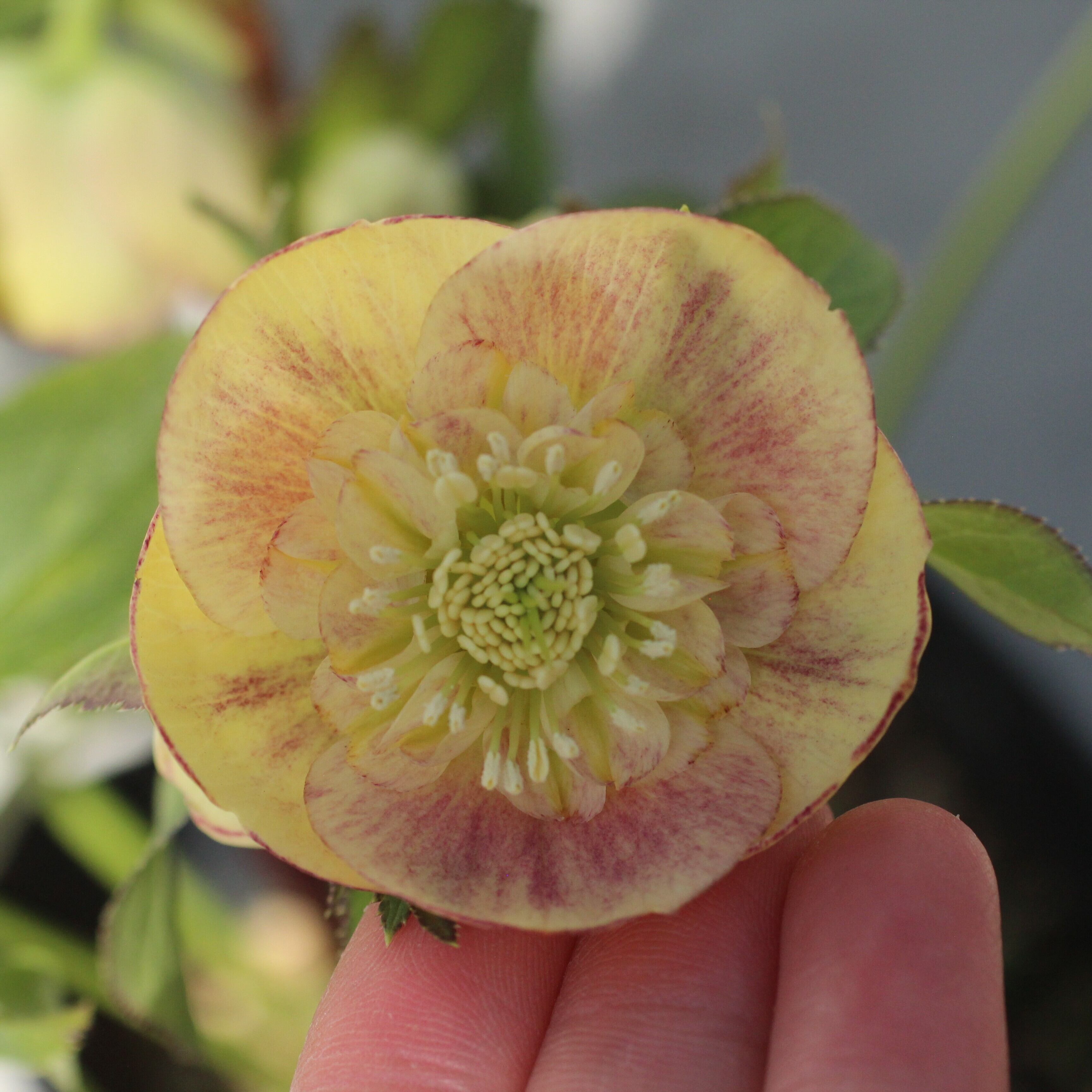 WS26-095 クリスマスローズ ウィンターシンフォニー イエロークレオン