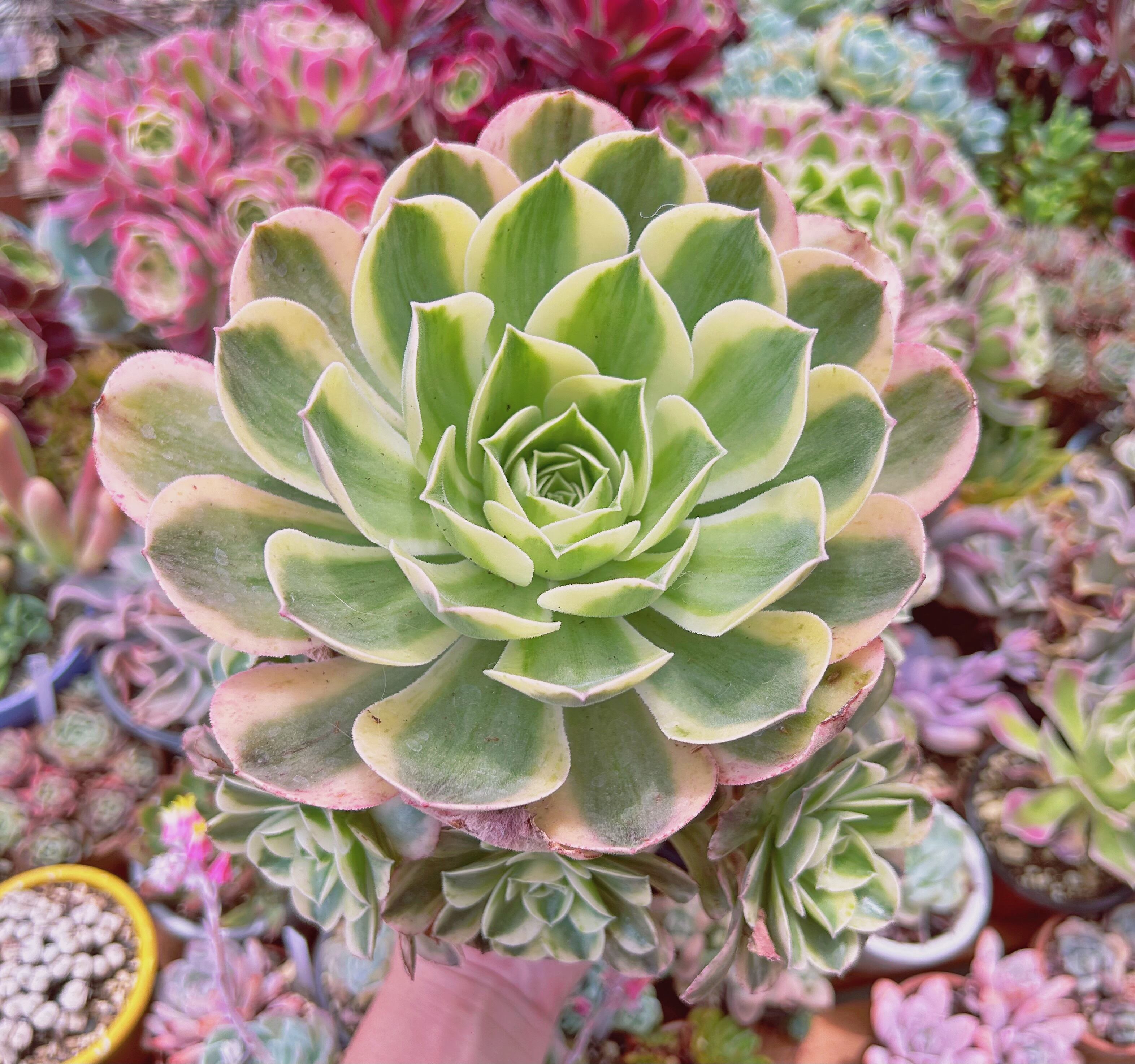 2205現物 多肉植物 美人鏡錦 特特大 | るる農園~多肉植物専門