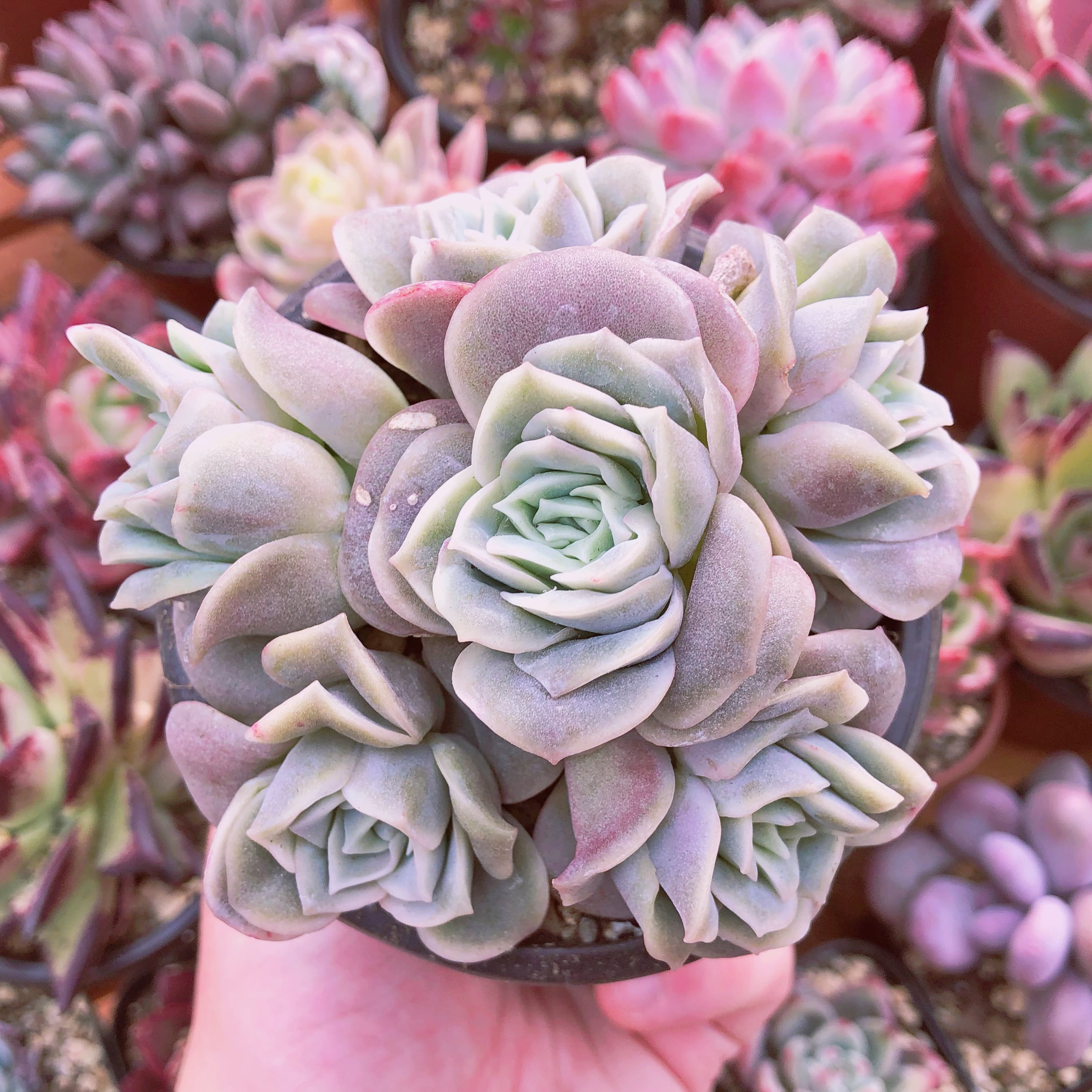 多肉植物 ラブリーローズ錦(糊斑)♡カット苗