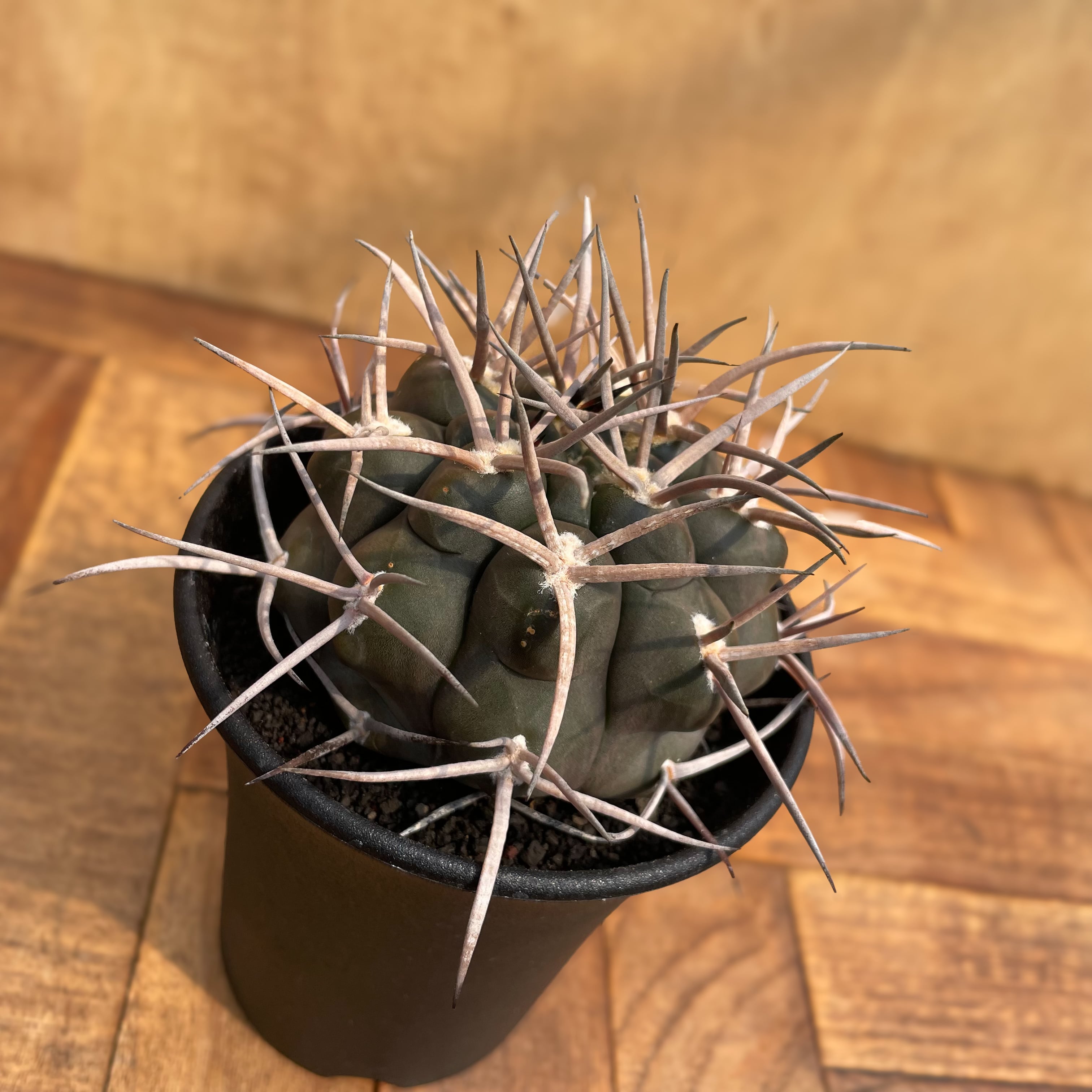 Gymnocalycium hybopleurum v. ferocior【ギムノカリキウム Gymnocalycium hybopleurum v. ferocior【ギムノカリキウム