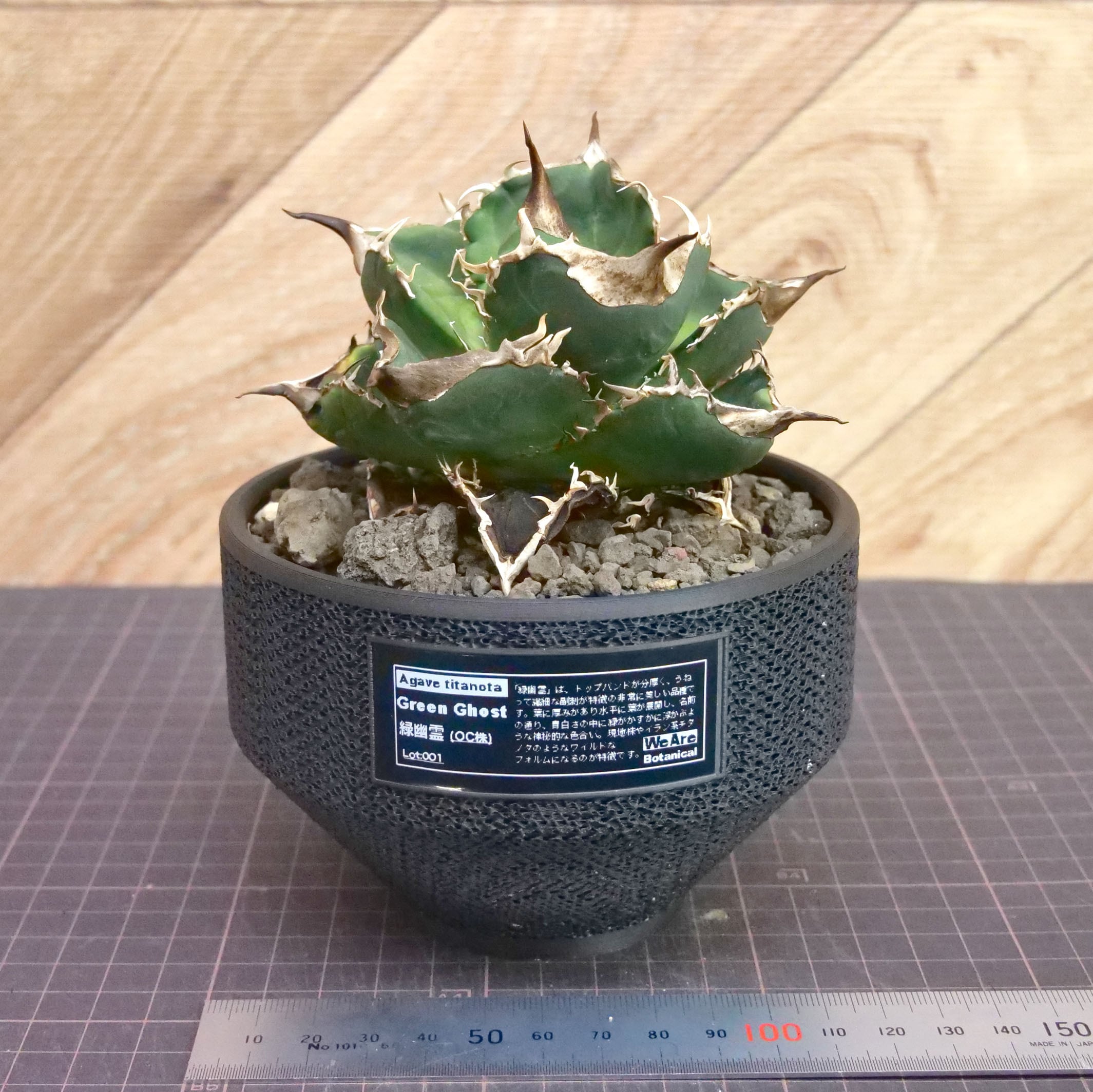 Agave Titanota 緑幽霊 (Green Ghost) アガベ チタノタ / 中株(4号鉢
