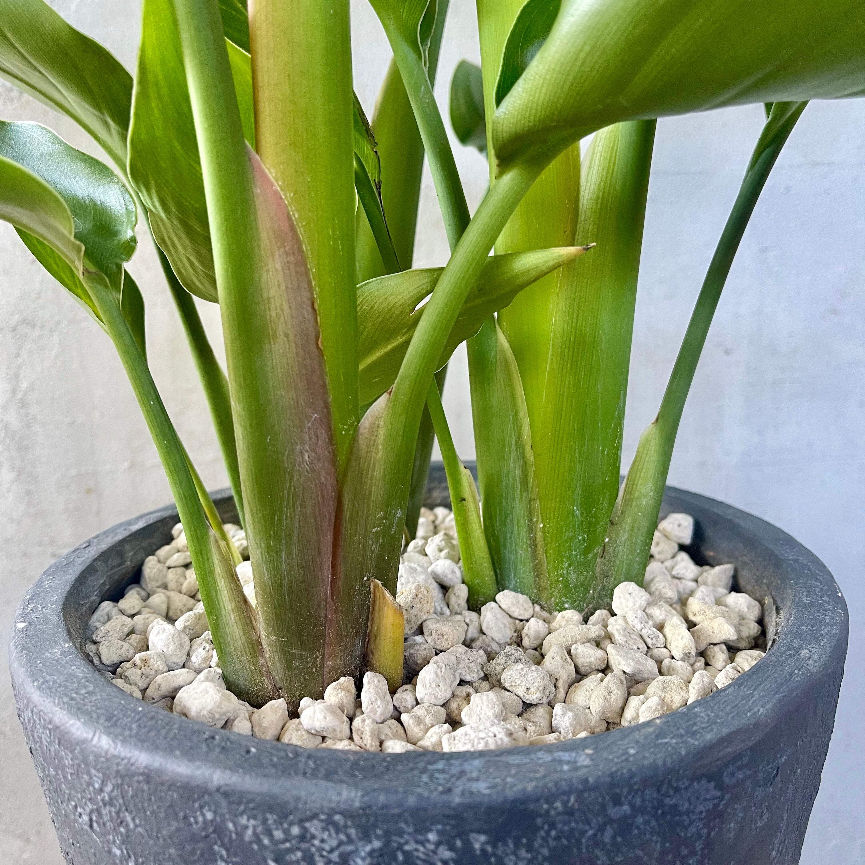 ストレリチア ニコライ オーガスタ 3株 陶器鉢 植え込み発送 ストレリチア ニコライ オーガスタ 3株 陶器鉢 植え込み発送