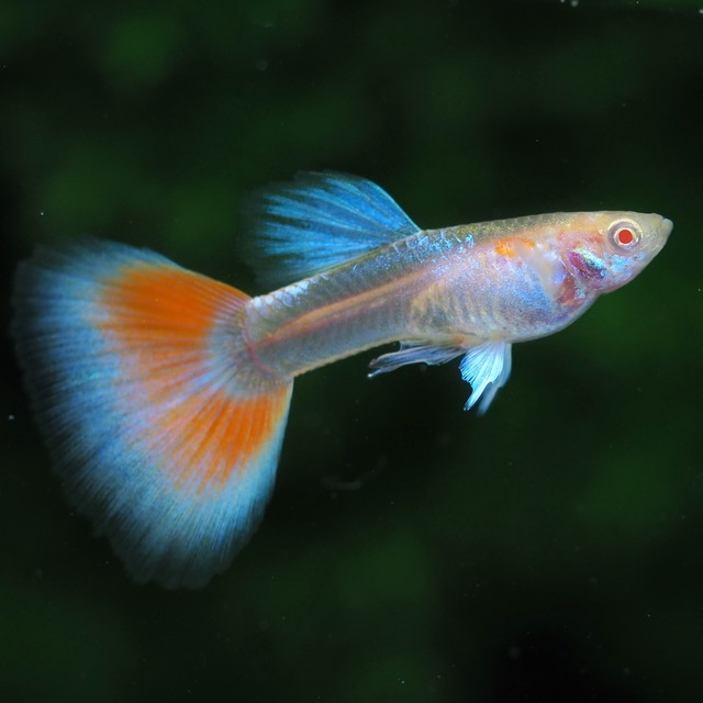 【現物】RREAアクアマリンレッドテールタキシードリボン　1カルテット