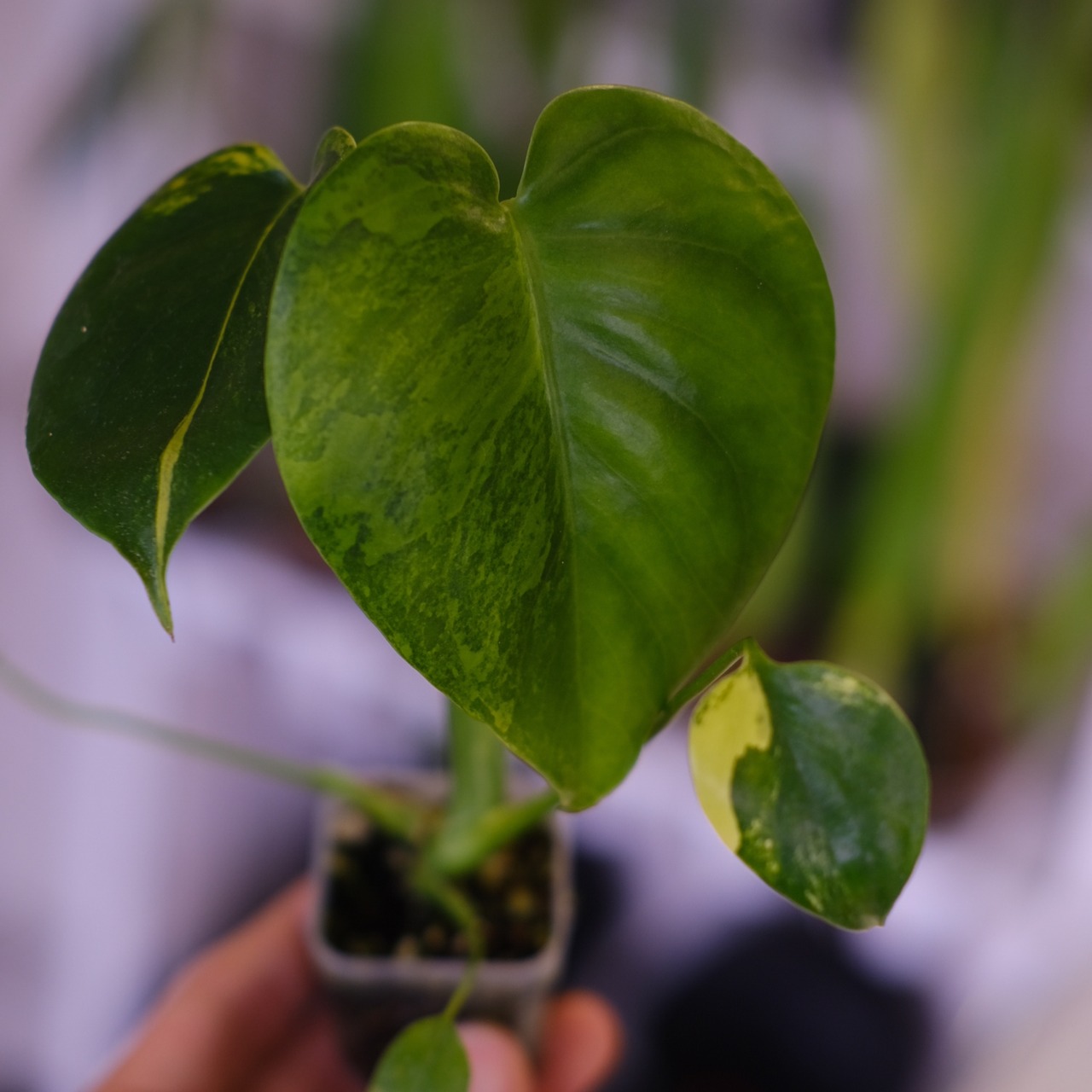 Monstera ‘Yellow Marilyn’｜モンステラ イエロー マリリン｜観葉植物