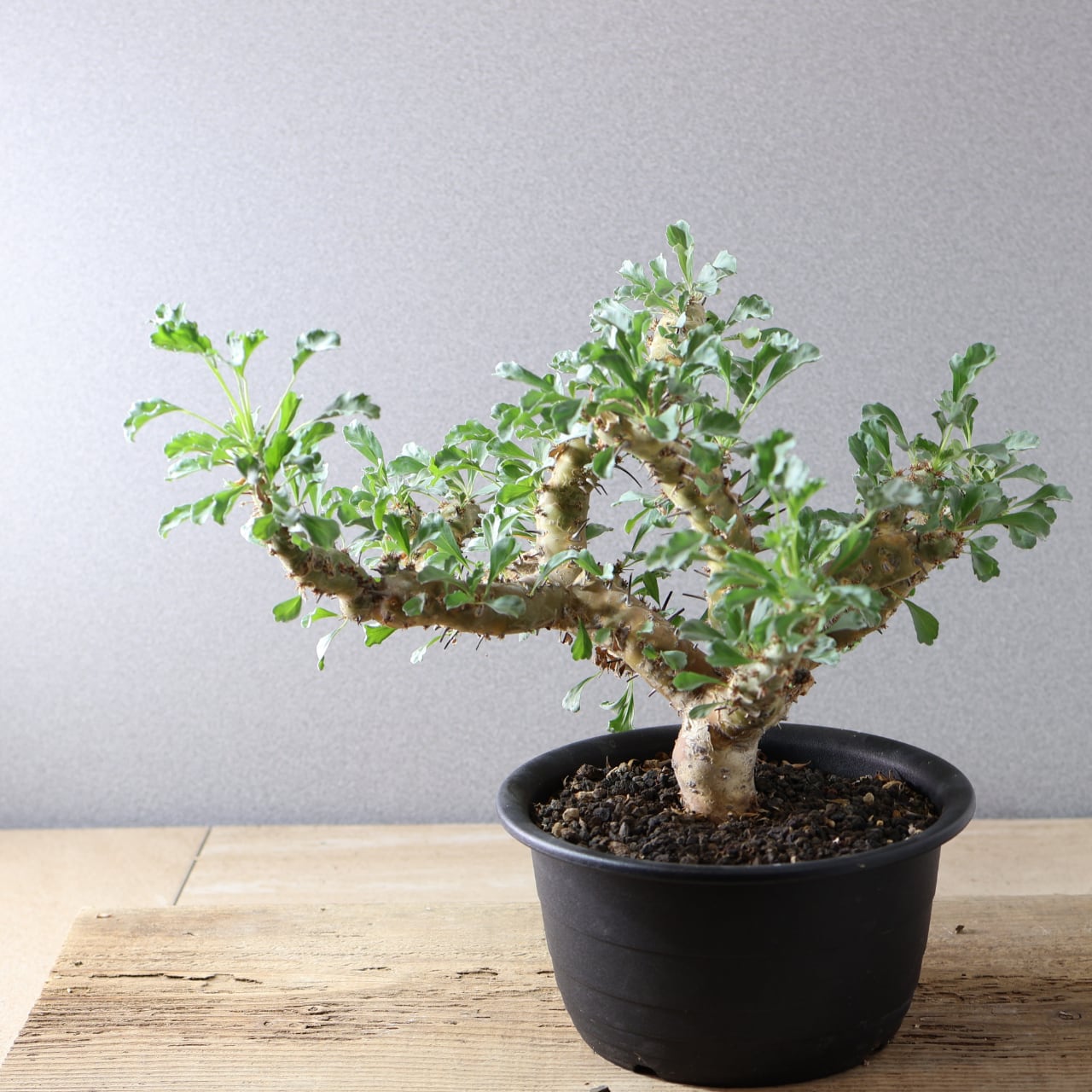 442 無骨な見た目に可憐な花『モンソニア クラシカウリス