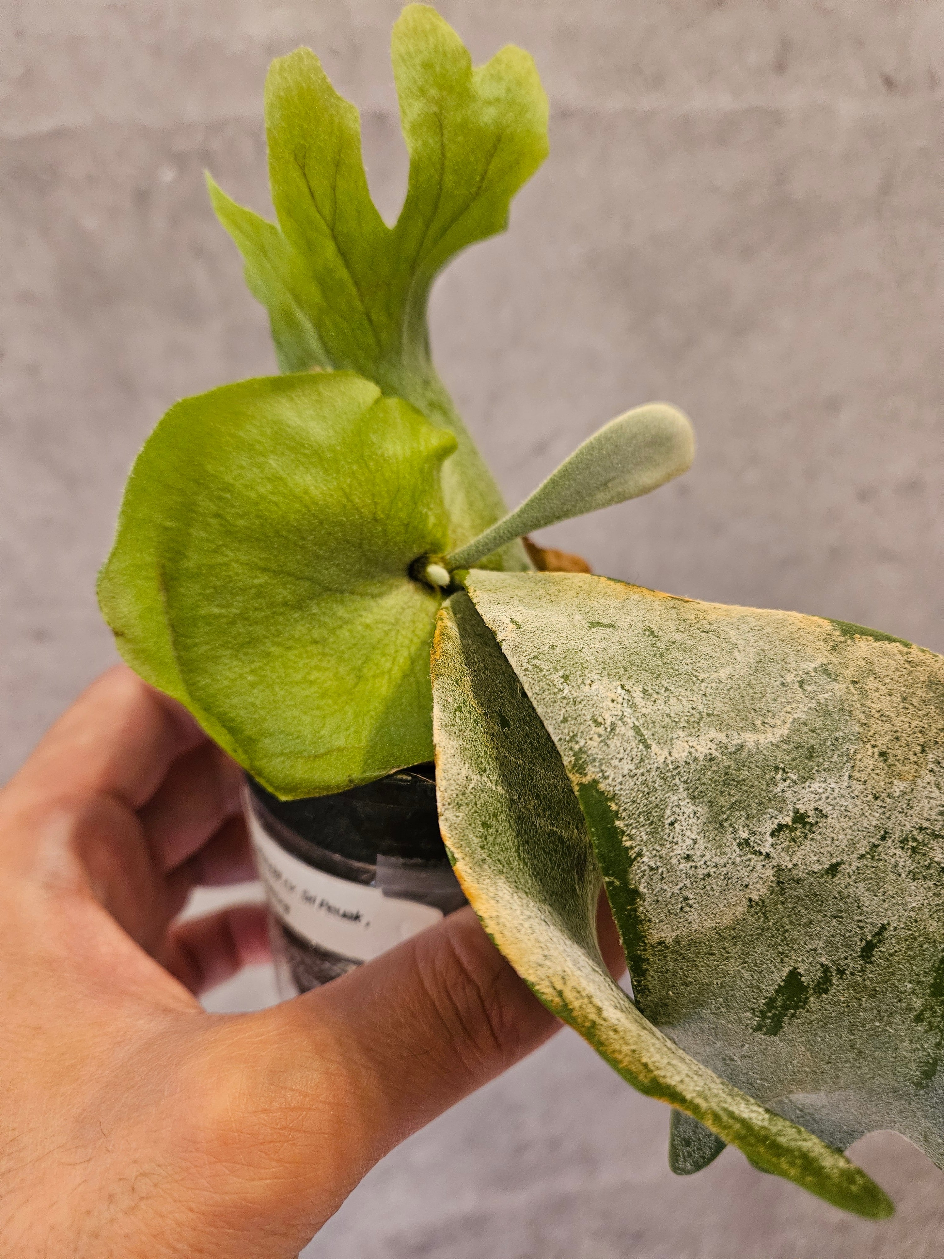 P.willinckii cv. Sailor Saturn 子株⑦ ビカクシダ P.willinckii cv