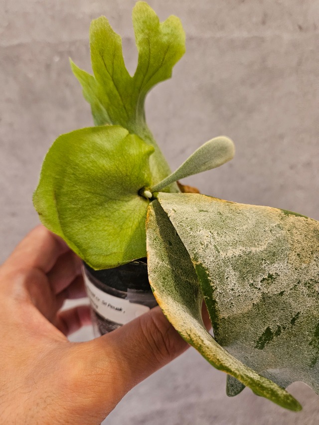 P. willinckii cv. Sailor Versus, P. willinckii cv. Sri Peuak , P. Pegasus, P. Raider sporeling 【artPLANTs/PLANTS GARAGE】ビカクシダ/Platyceriumin