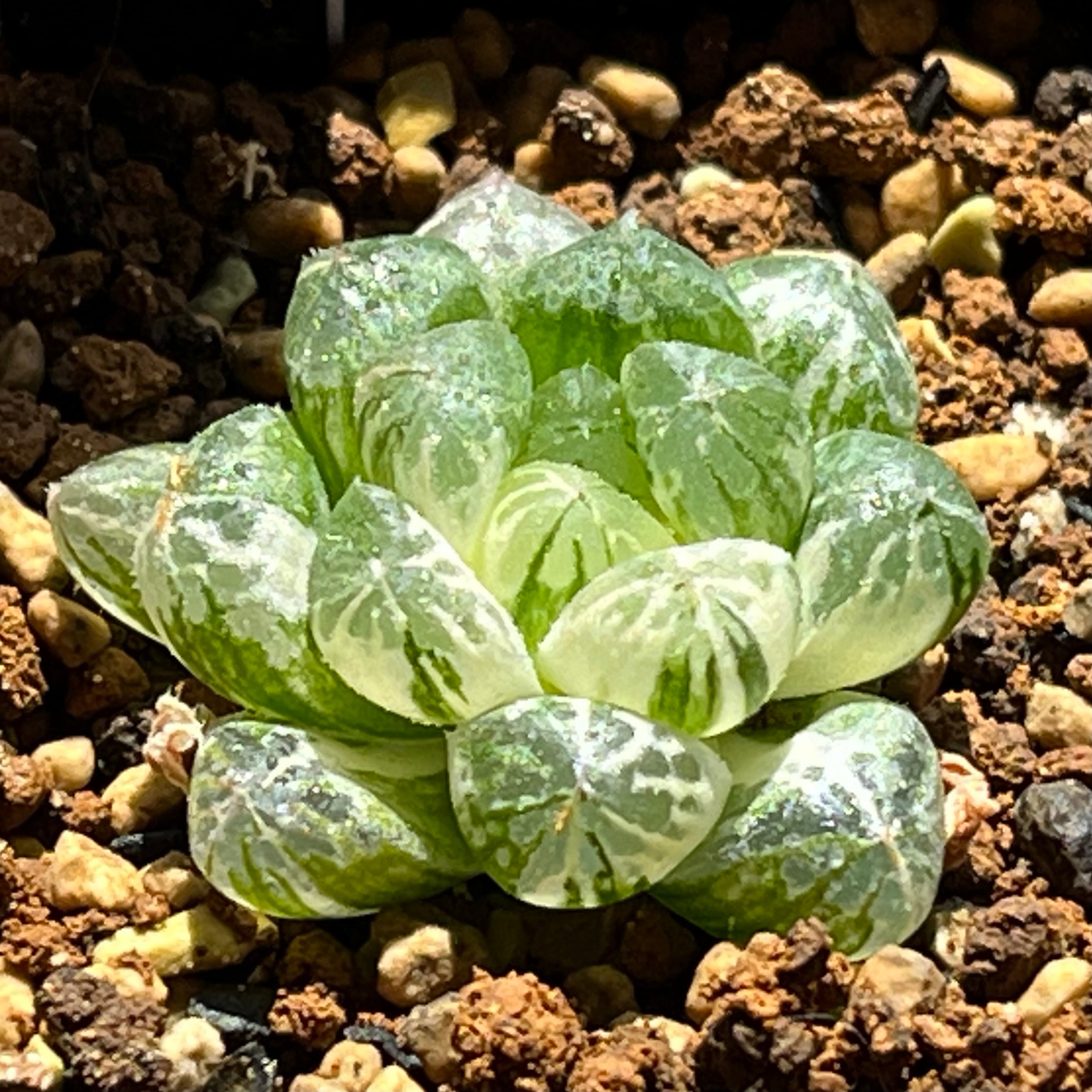 オブツーサ系 | mocono_plants