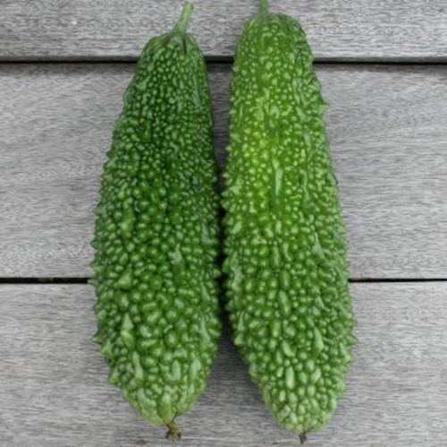 ニガウリ「ほろにがくん」（100粒） 画像