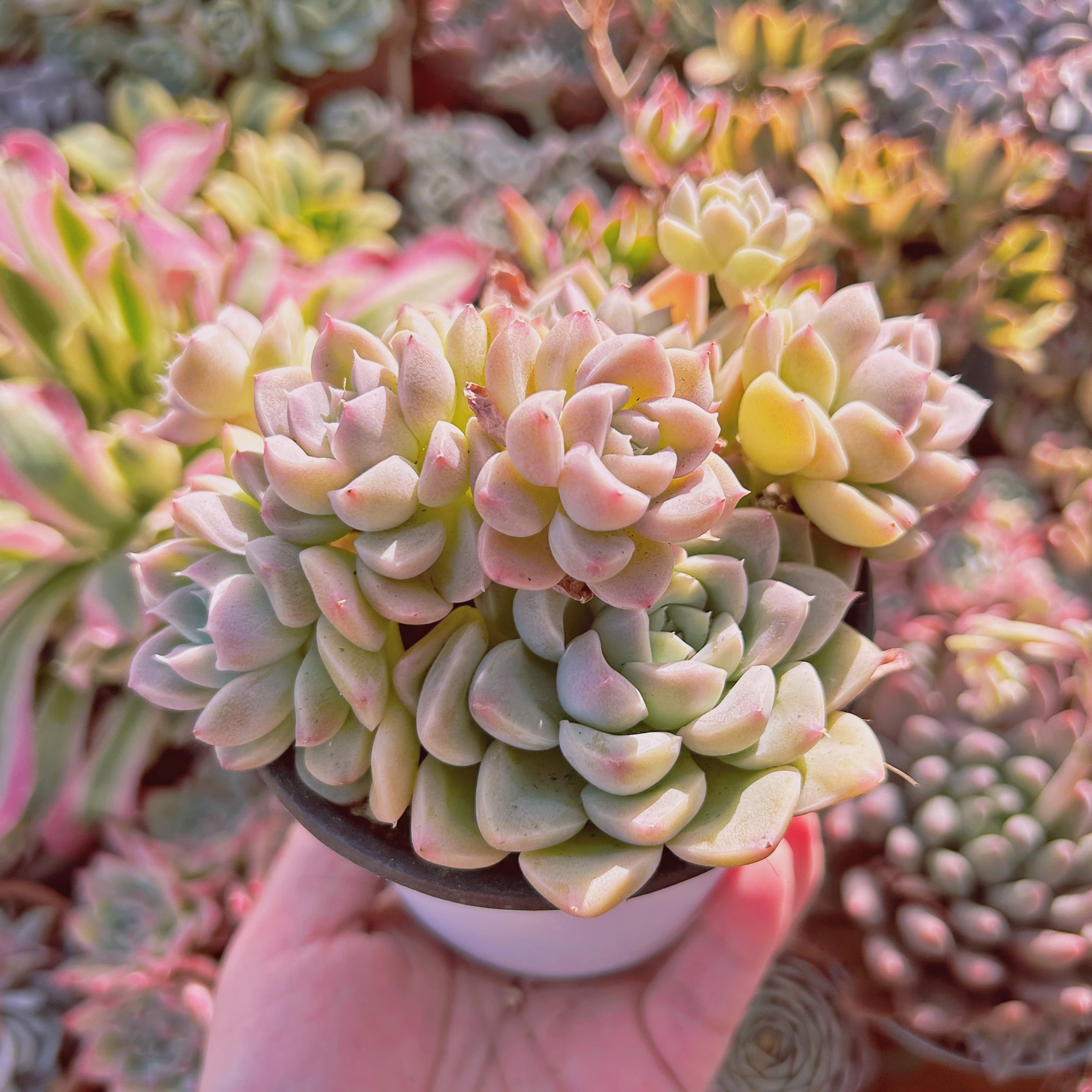 多肉植物 新しい品種 オレンジ色恋人(特大美苗)古株そのまま 多肉植物 新しい品種 オレンジ色恋人(特大美苗)古株そのまま
