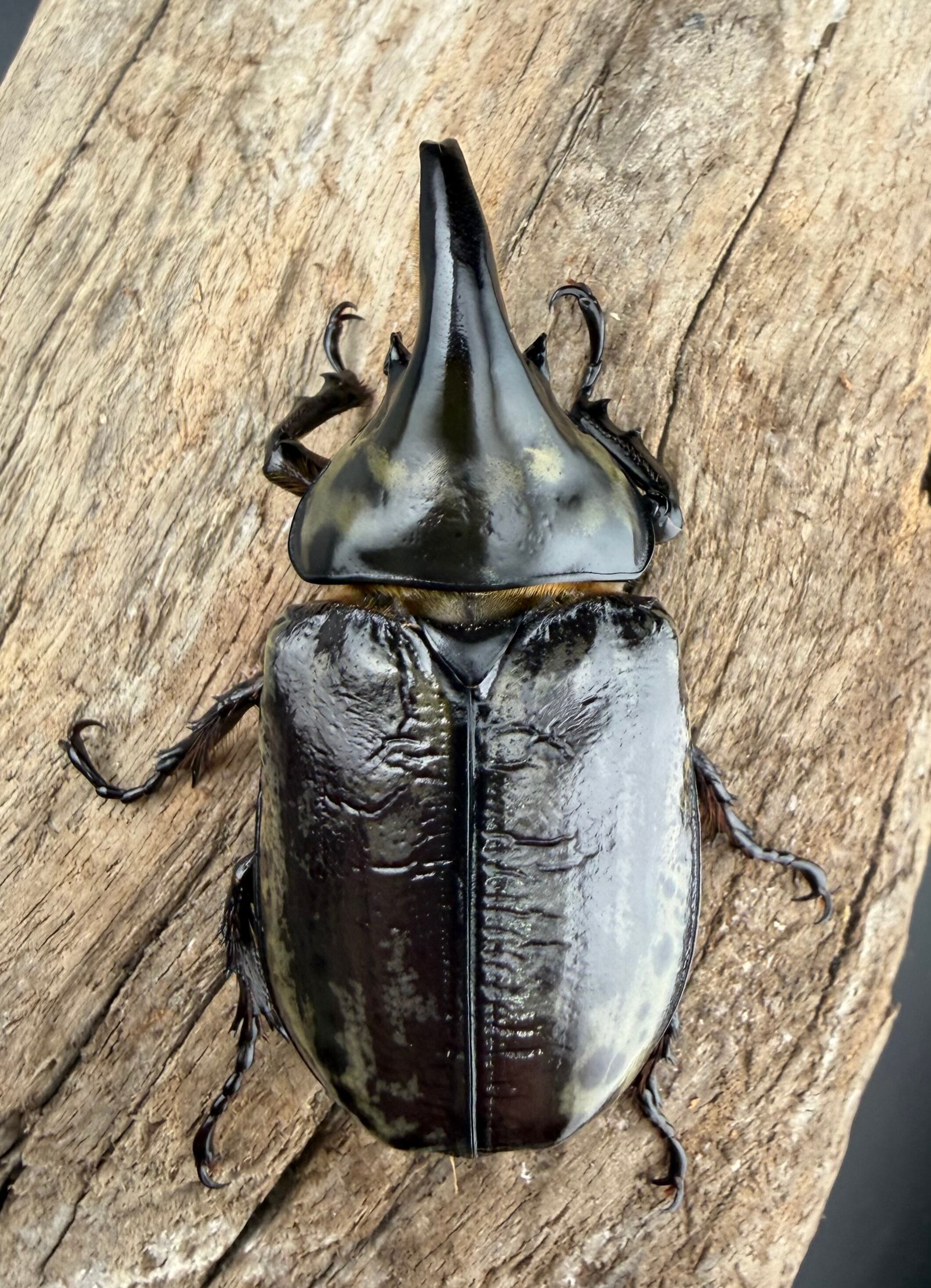 ティティウスシロカブト 66mm ♂♀♀トリオ》 | KPW公式オンラインショップ