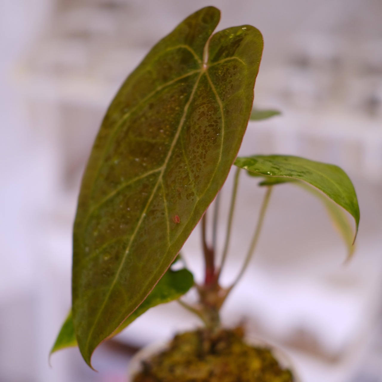 Anthurium Ace of Spade × Anthurium Zara × Michelle│アンスリウム・エースオブスペード×アンスリウム・ザラ・ミシェル│観葉植物