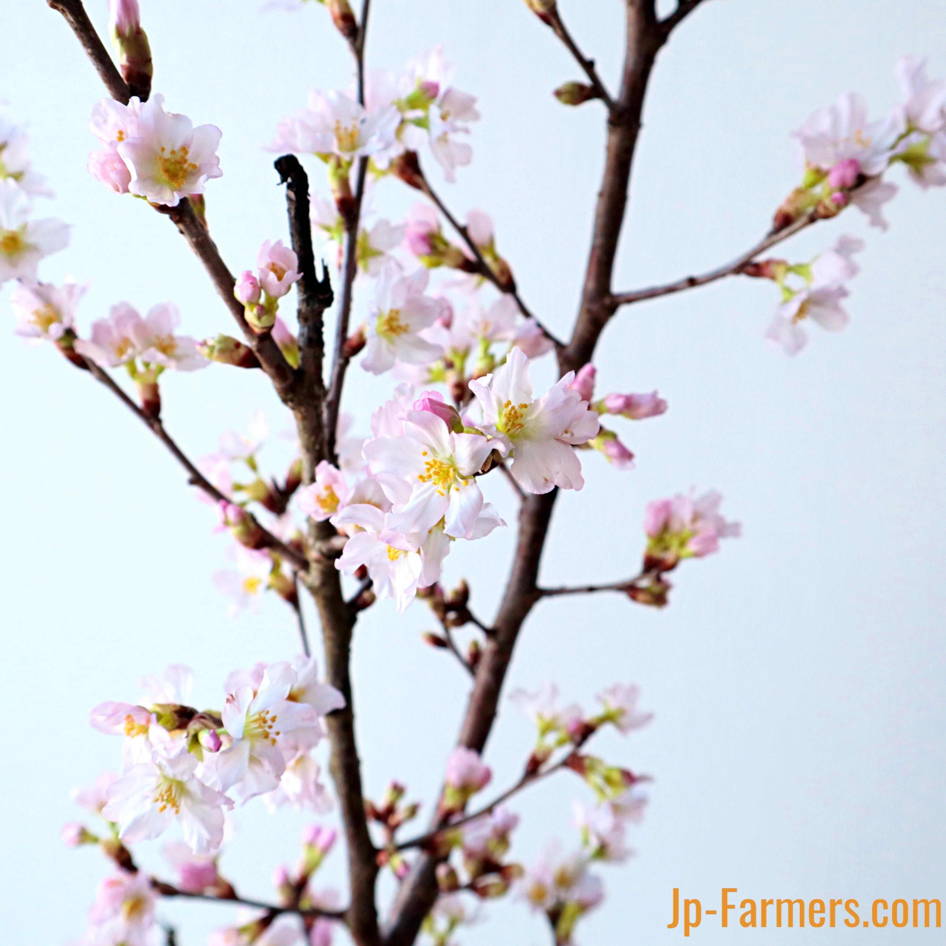 門出のお祝いに 桜の花束 啓翁桜（ラッピングつき） | 新鮮お花問屋 Jp