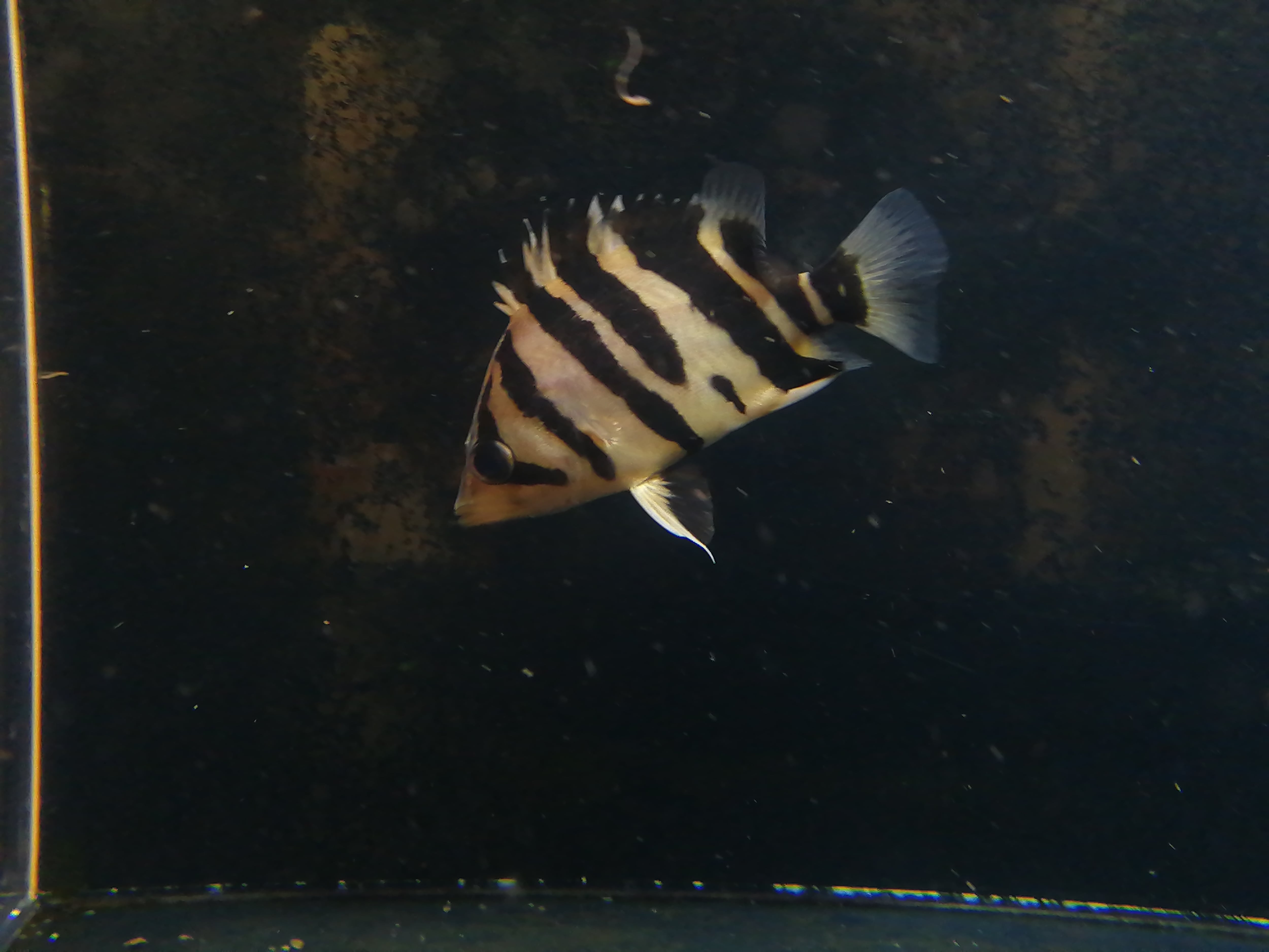 スマトラタイガー★ダトニオ★ジャンビ産★リアルバンド11センチ タイガー スマトラ ダトニオの通販