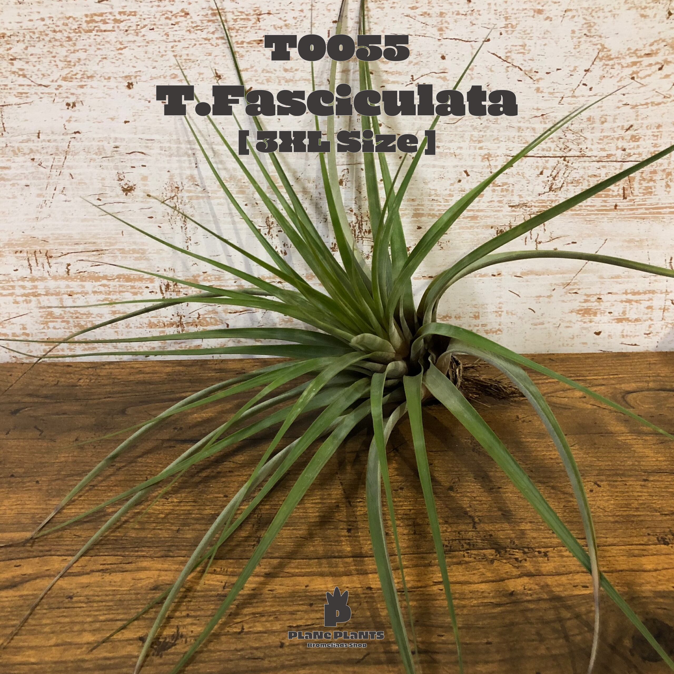 【送料無料】ファシクラータXXL〔エアプランツ〕現品発送T0055