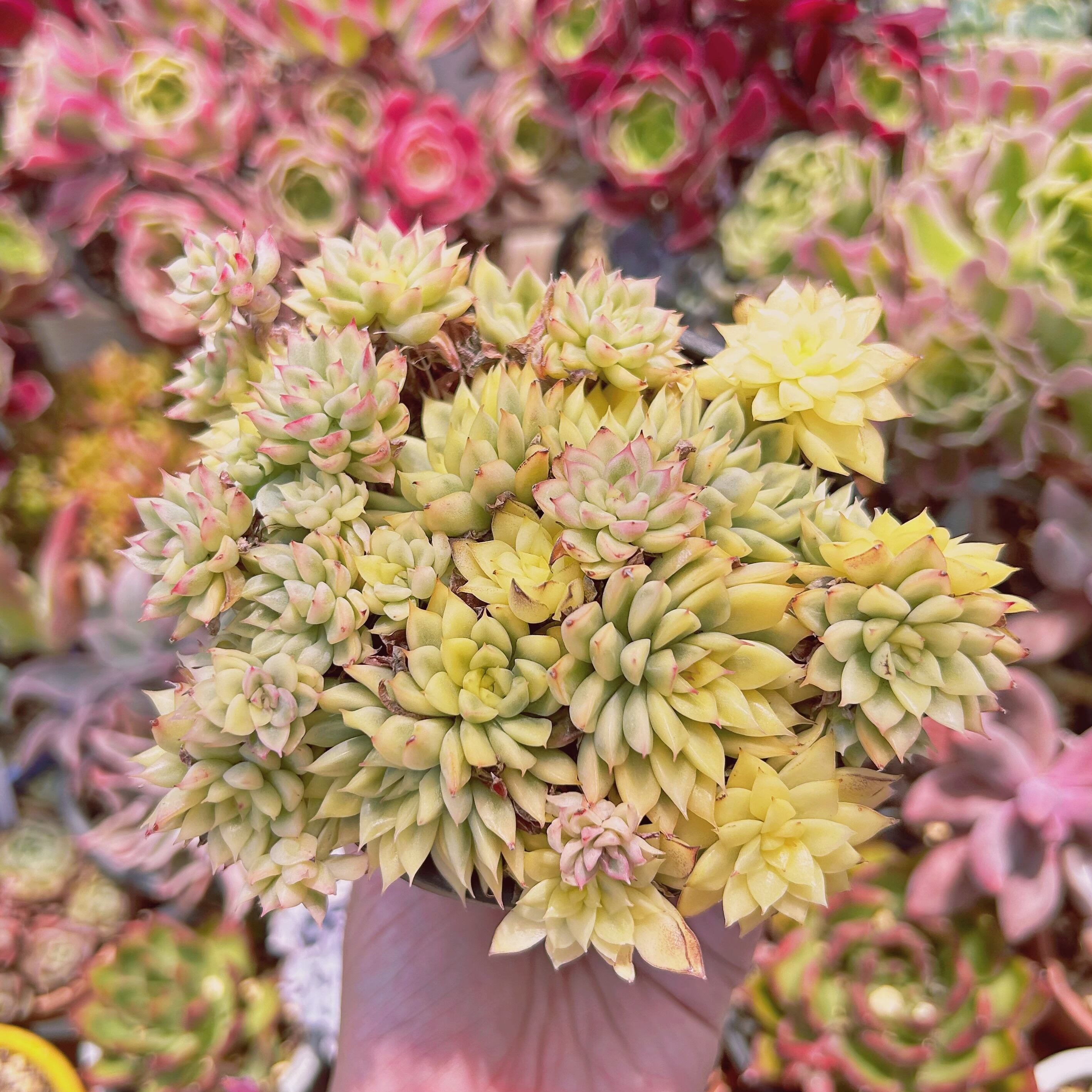 #246現物　多肉植物　女雛錦　特大　抜き苗