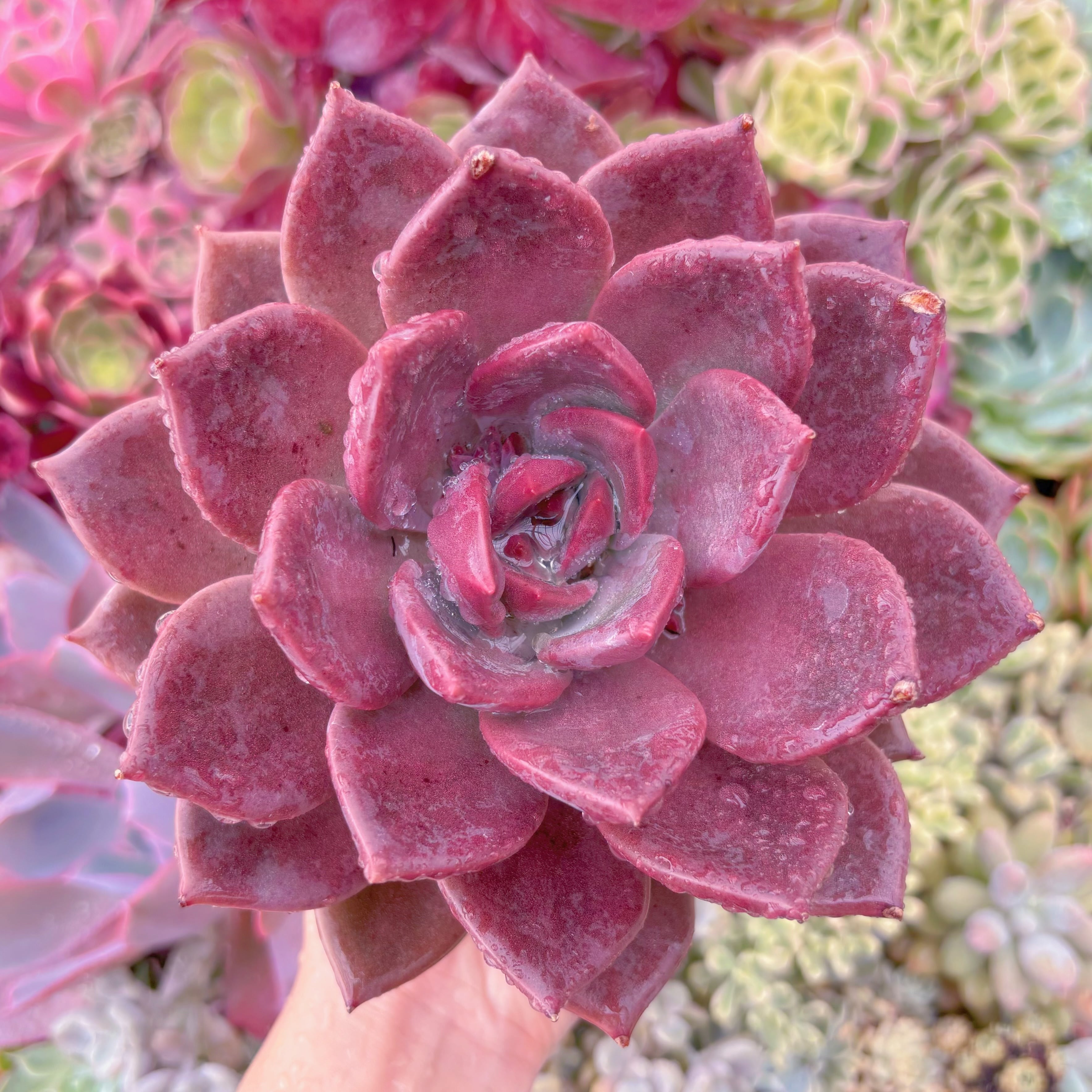 現品　唐雫#876　大苗　るる農園