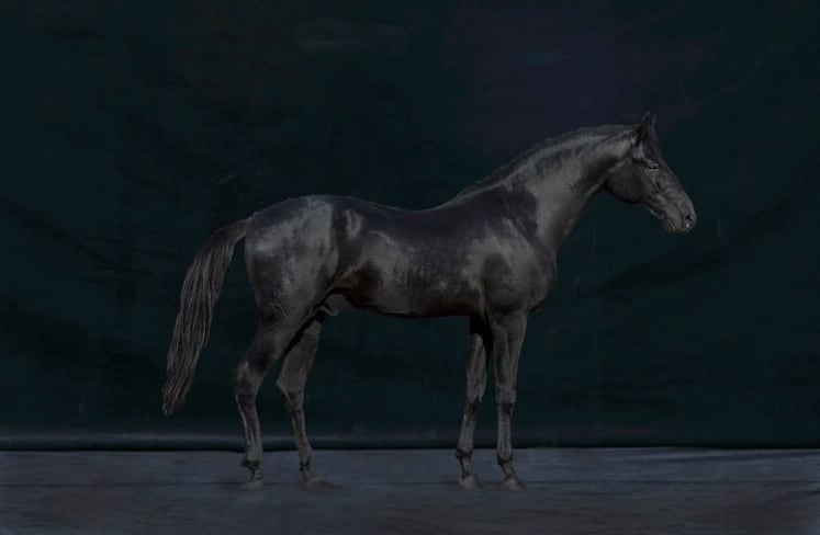 Black Stallion (black wooden frame 61cm×91cm付き)