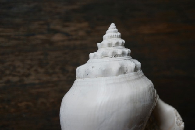 フロリダ州産 巻貝化石 Strombus alatus 1595