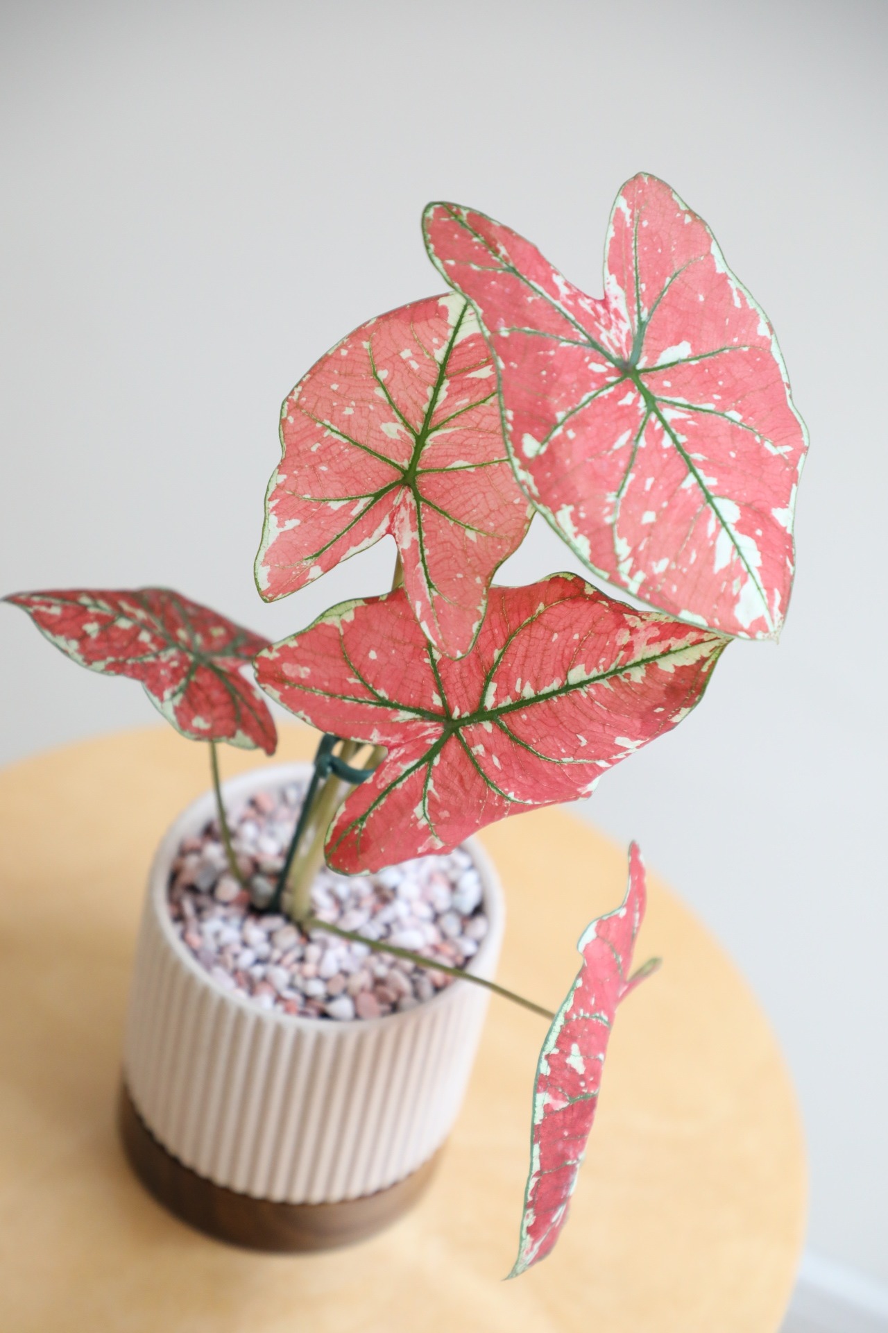 【S】カラジウム ファイヤーフェニックス/Caladium