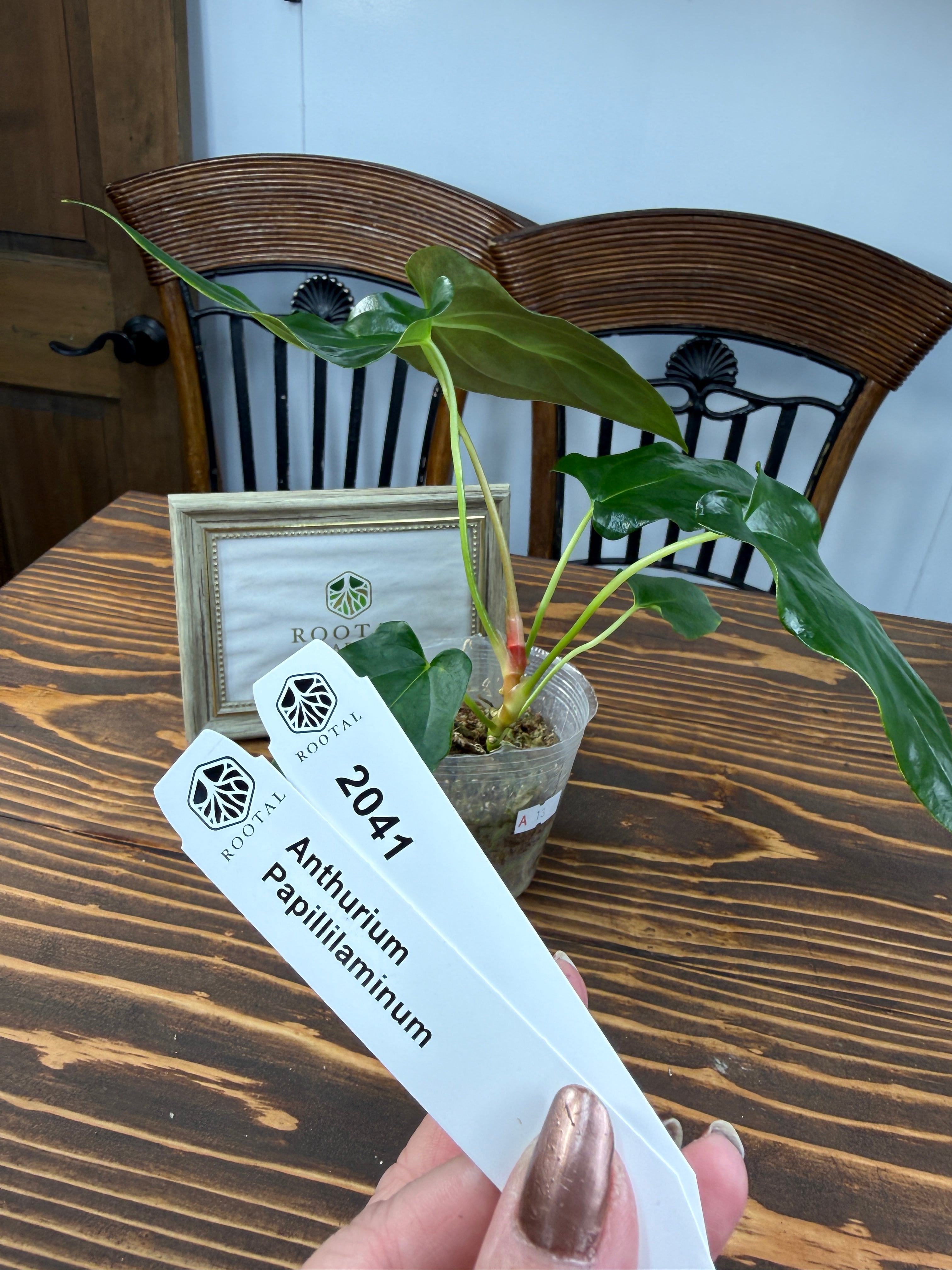 アンスリウム | ROOTALPLANTS